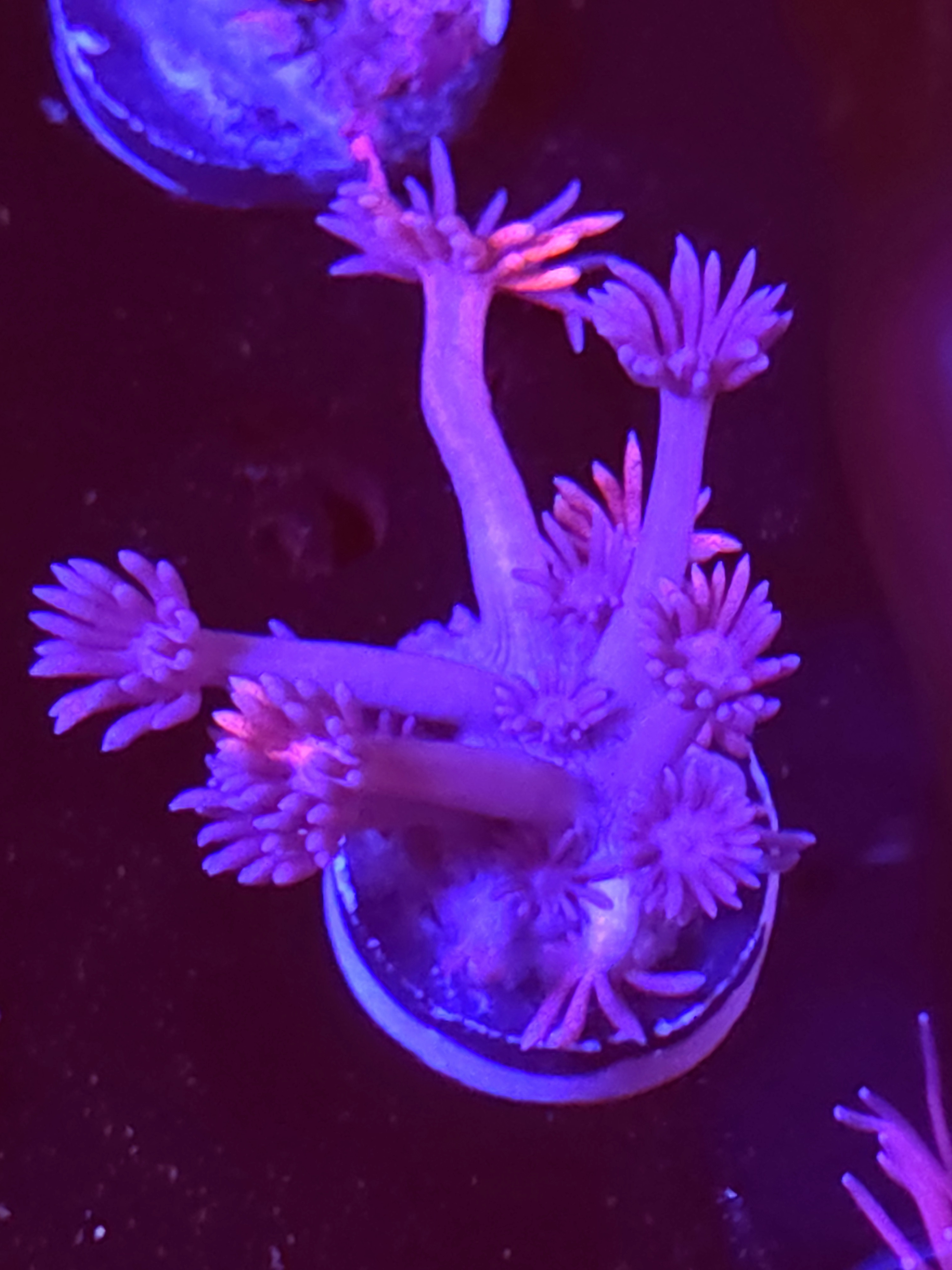 SBB "Mystery Signature" Goni Medium