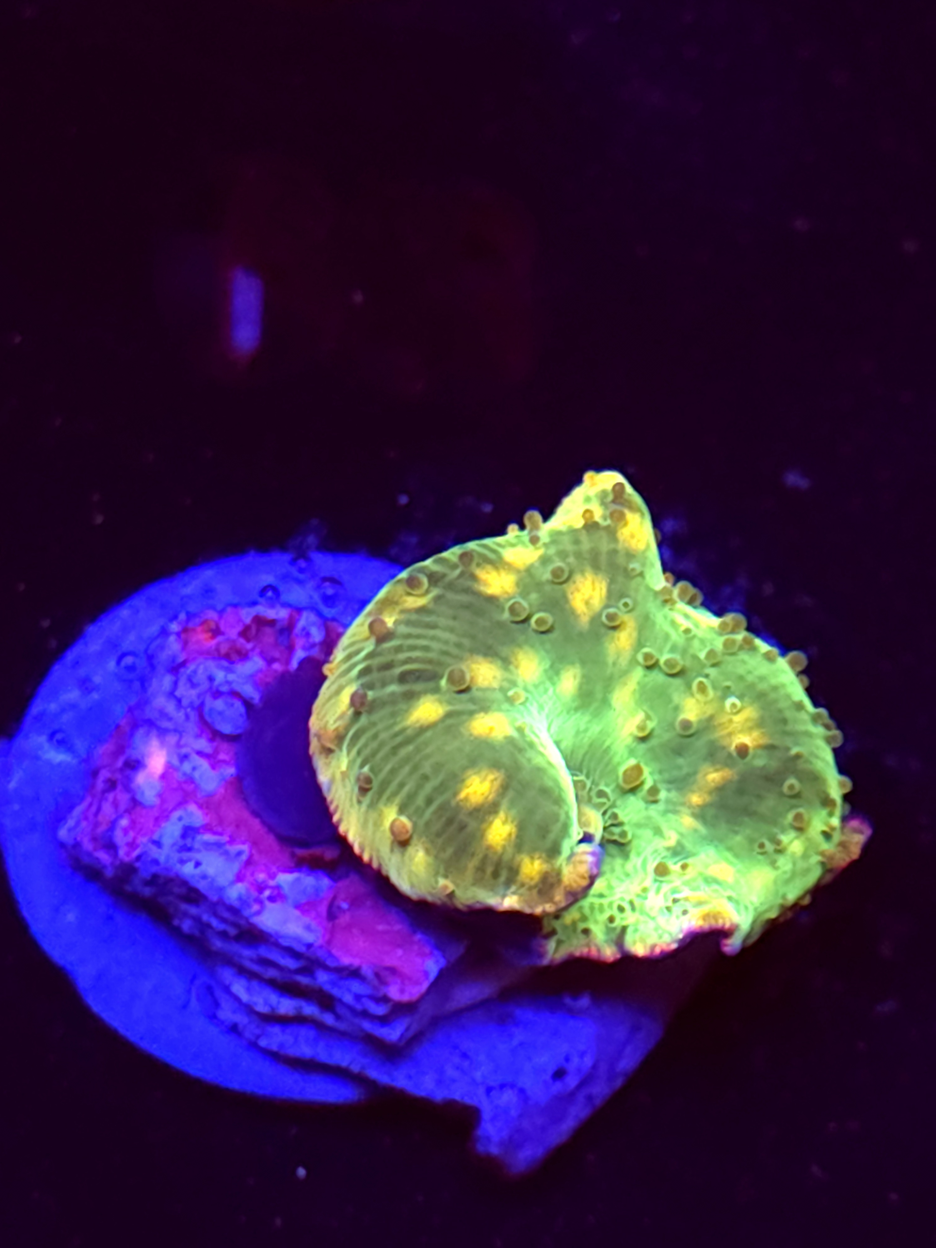 SBB "Orange Warts" Mushroom Medium