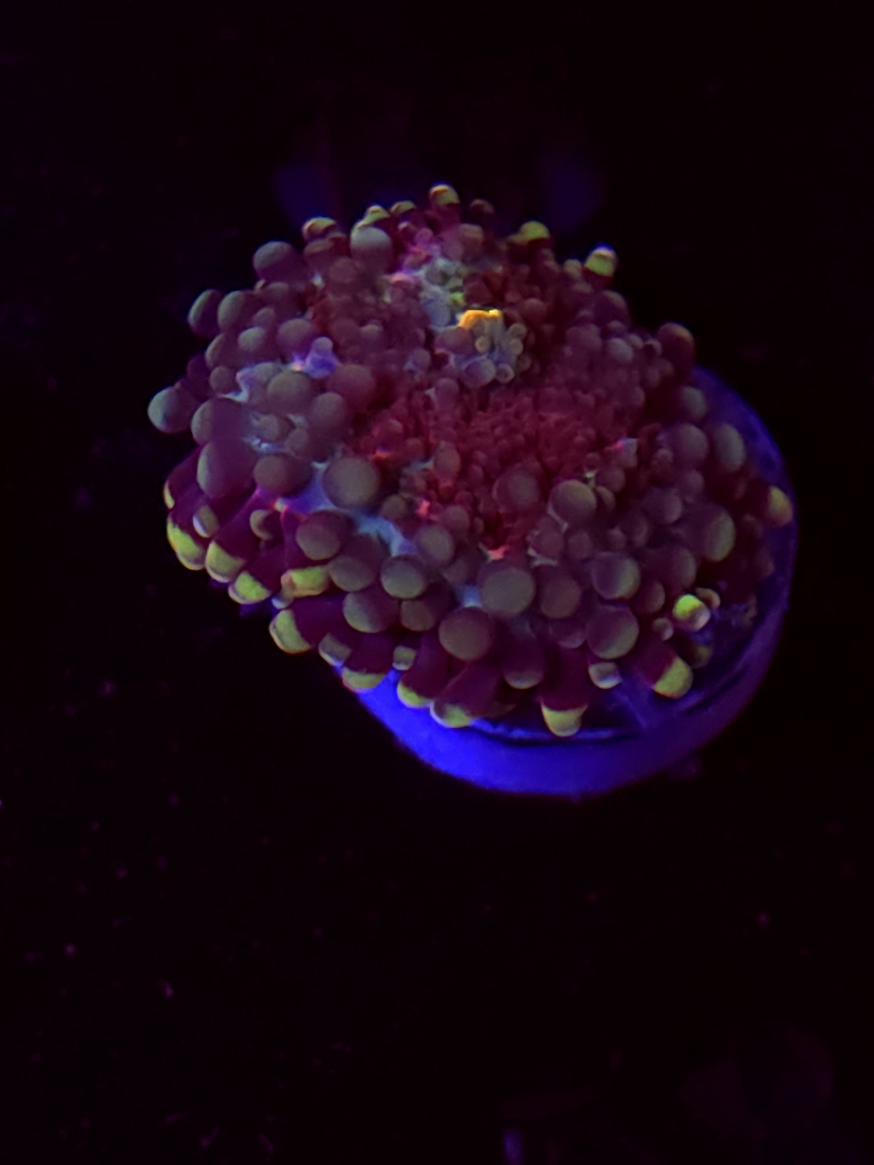 SBB "Royal Prism" Mushroom Medium