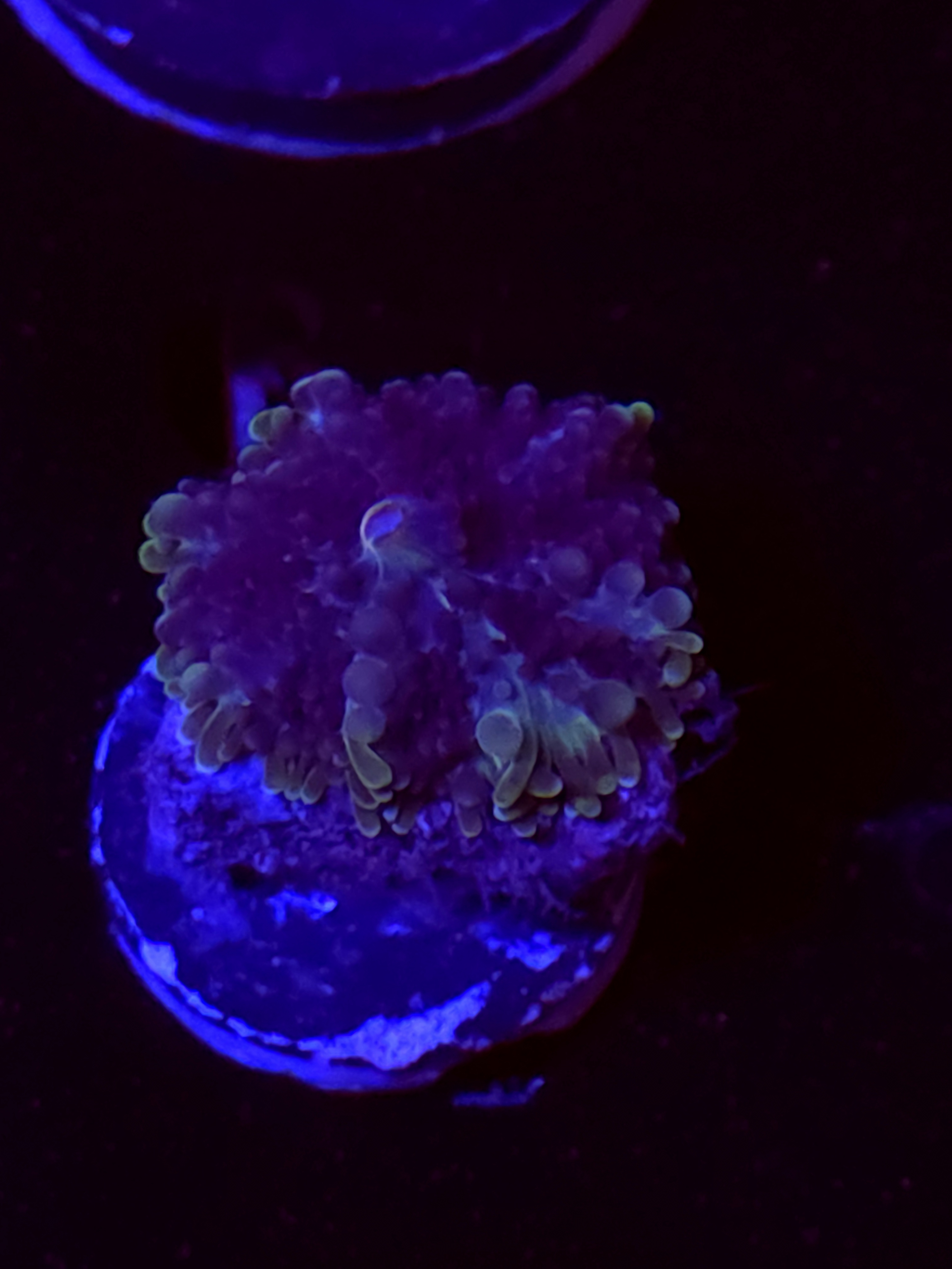 SBB "No Name" Mushroom Medium