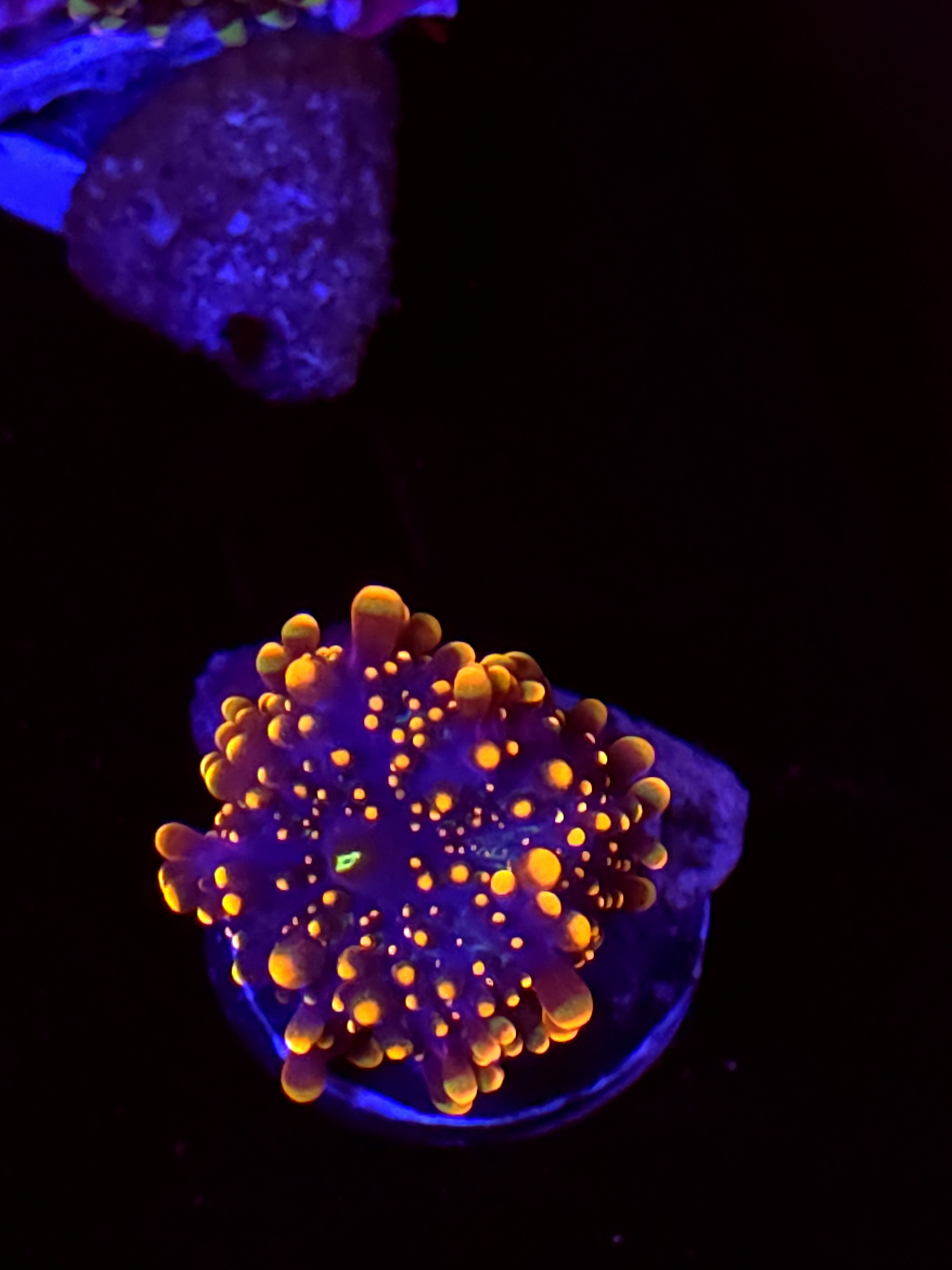 SBB "King Kong" Mushroom Medium