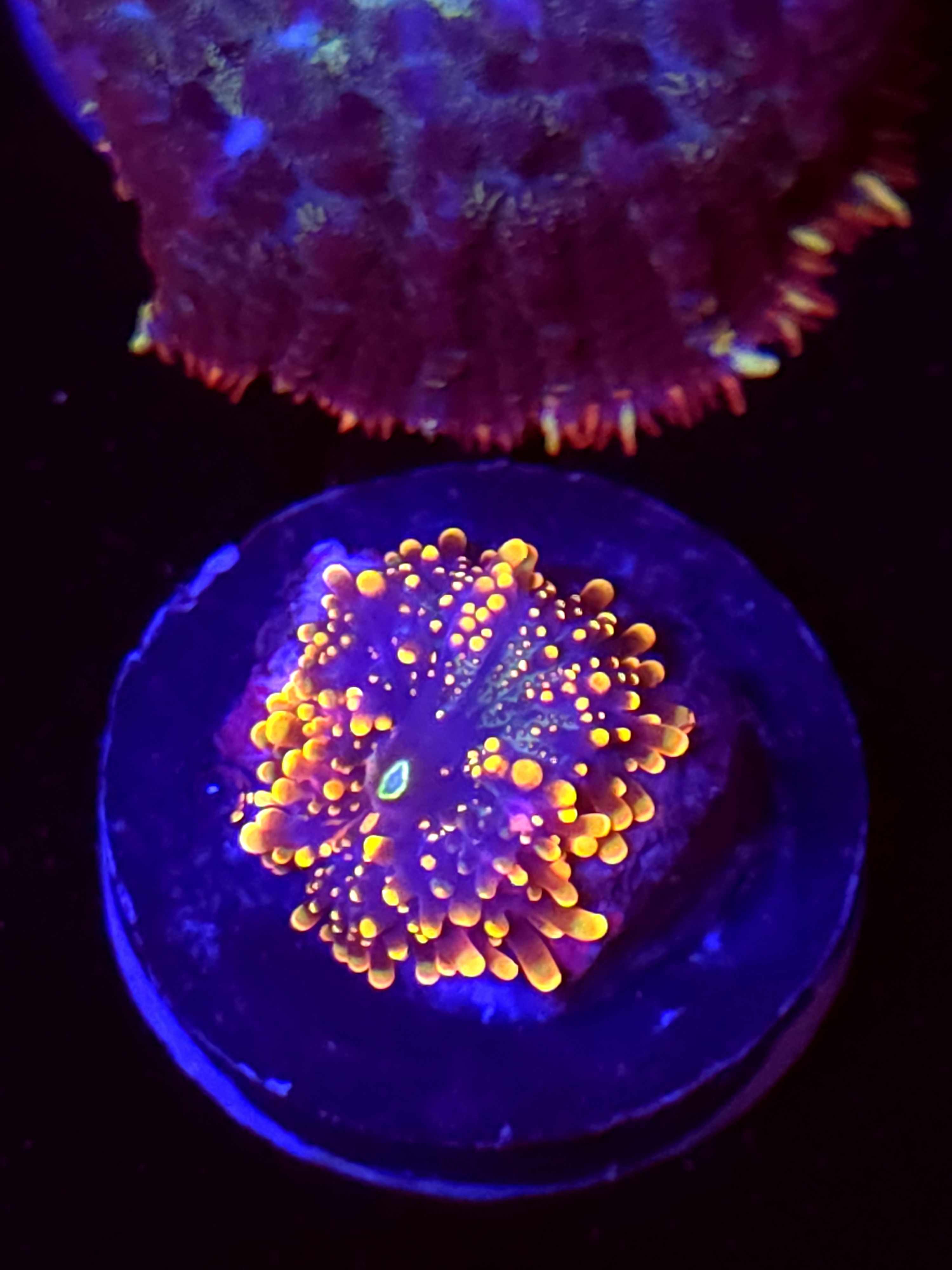 SBB "King Kong" Mushroom Medium