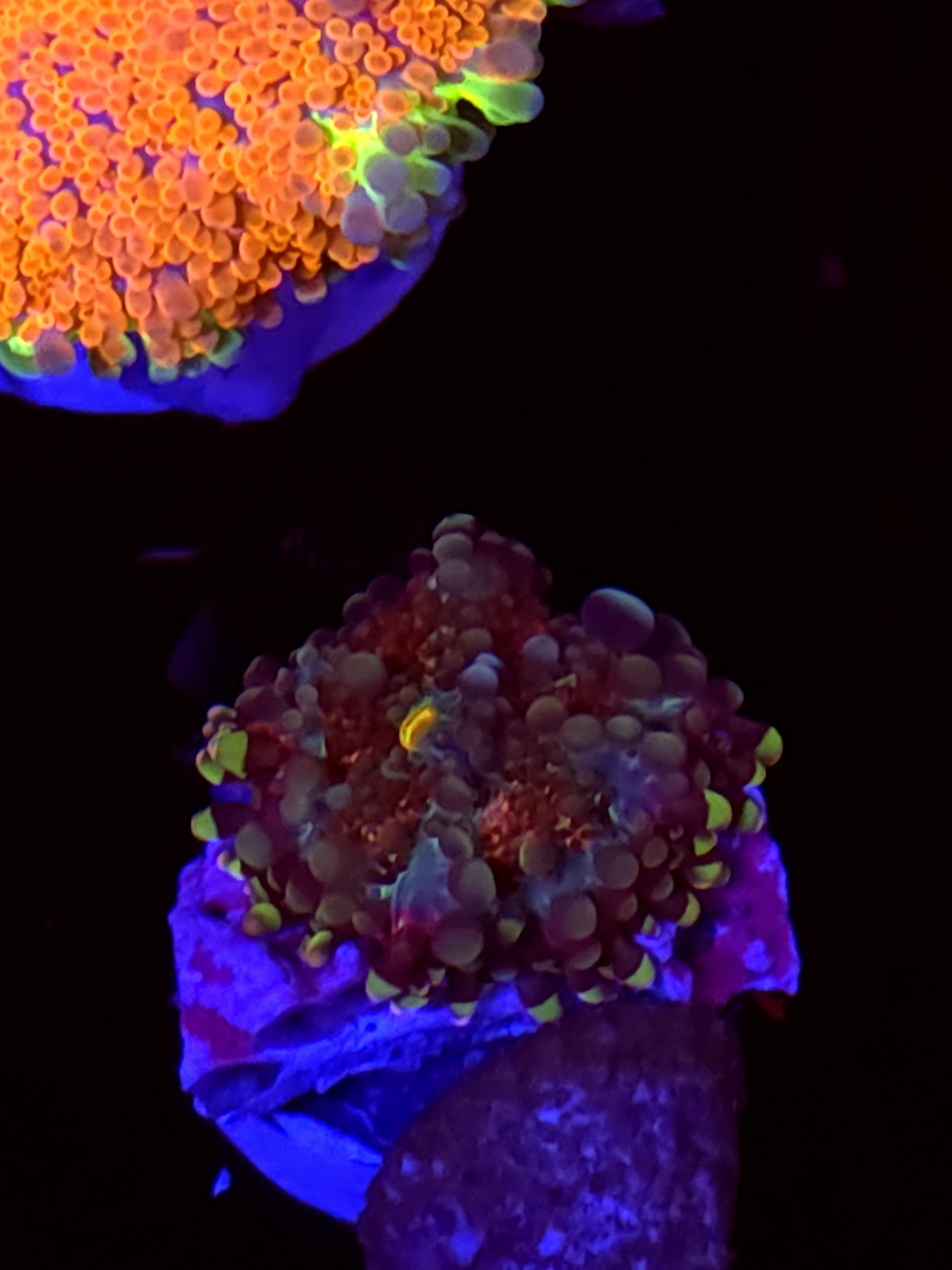 SBB "Royal Prism" Mushroom Small