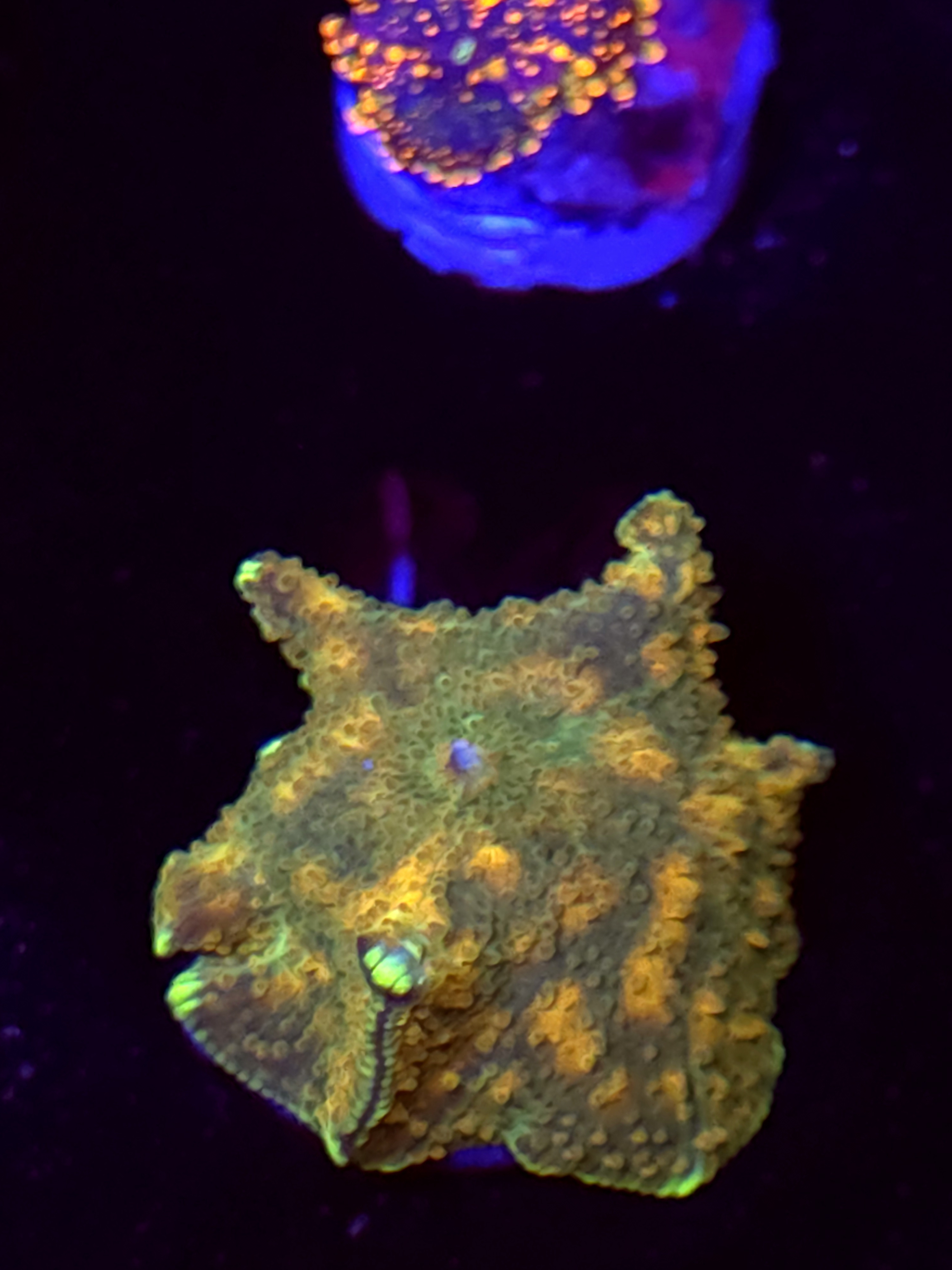 SBB "Phantom Rift" Mushroom Medium