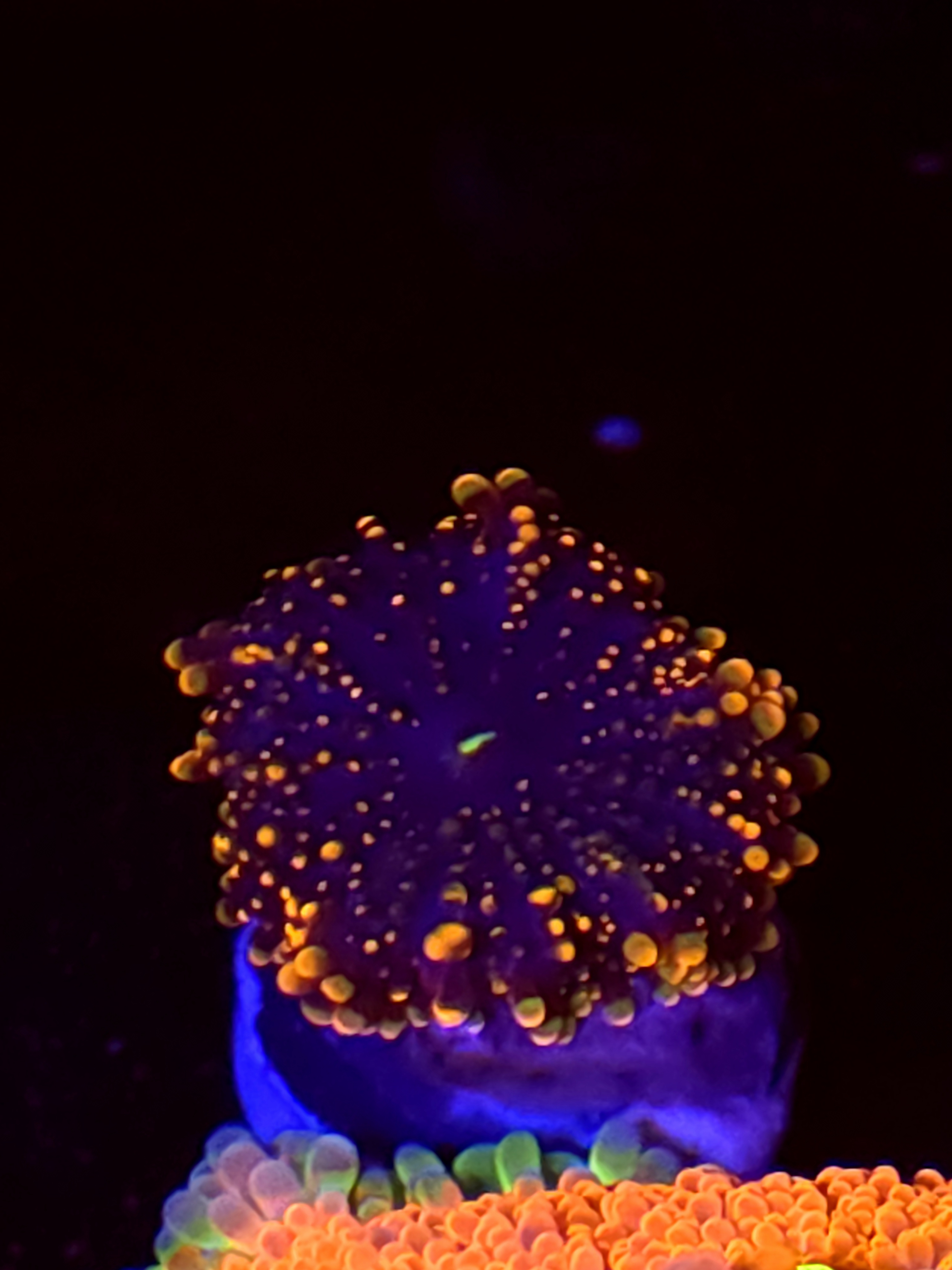 SBB "Mystery Signature" Mushroom Medium