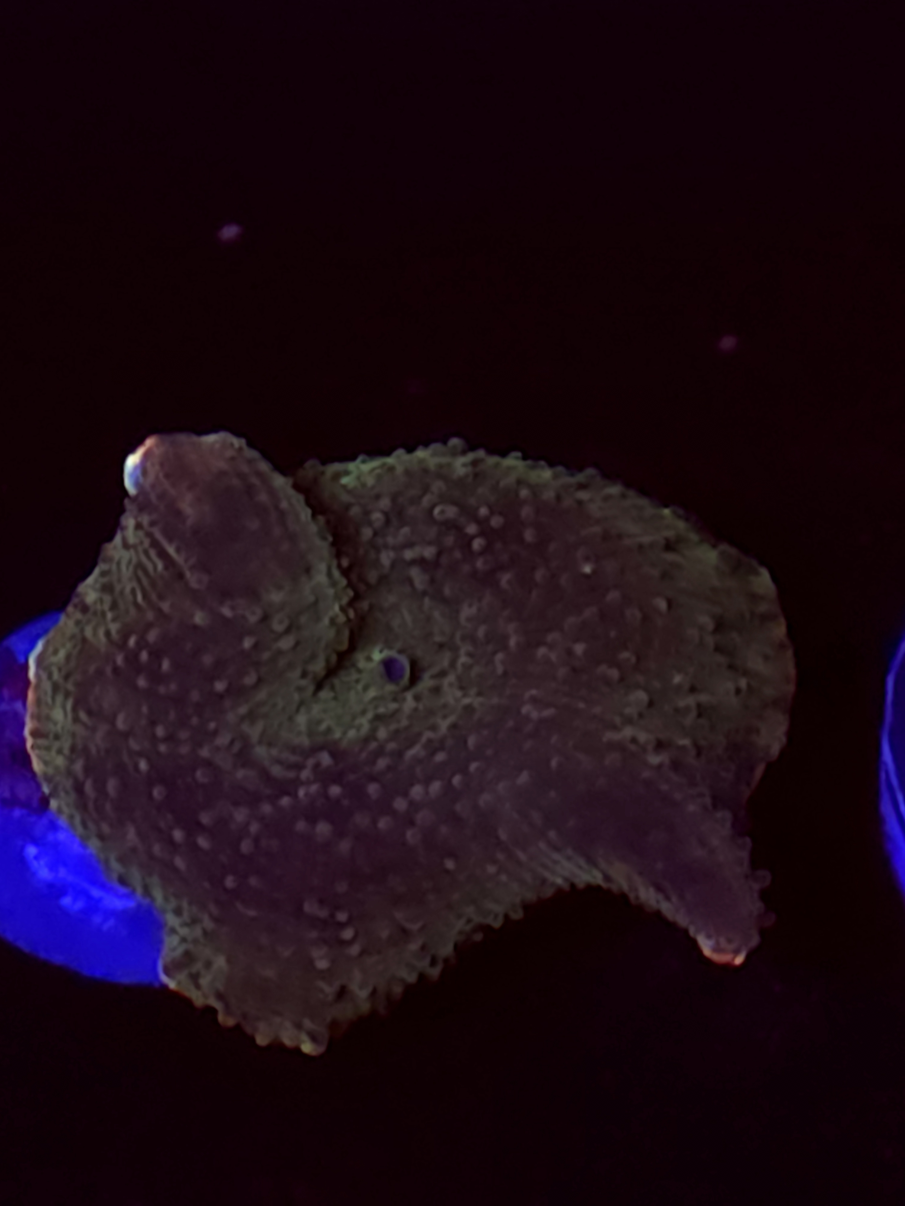 SBB "Mystery Signature" Mushroom Small