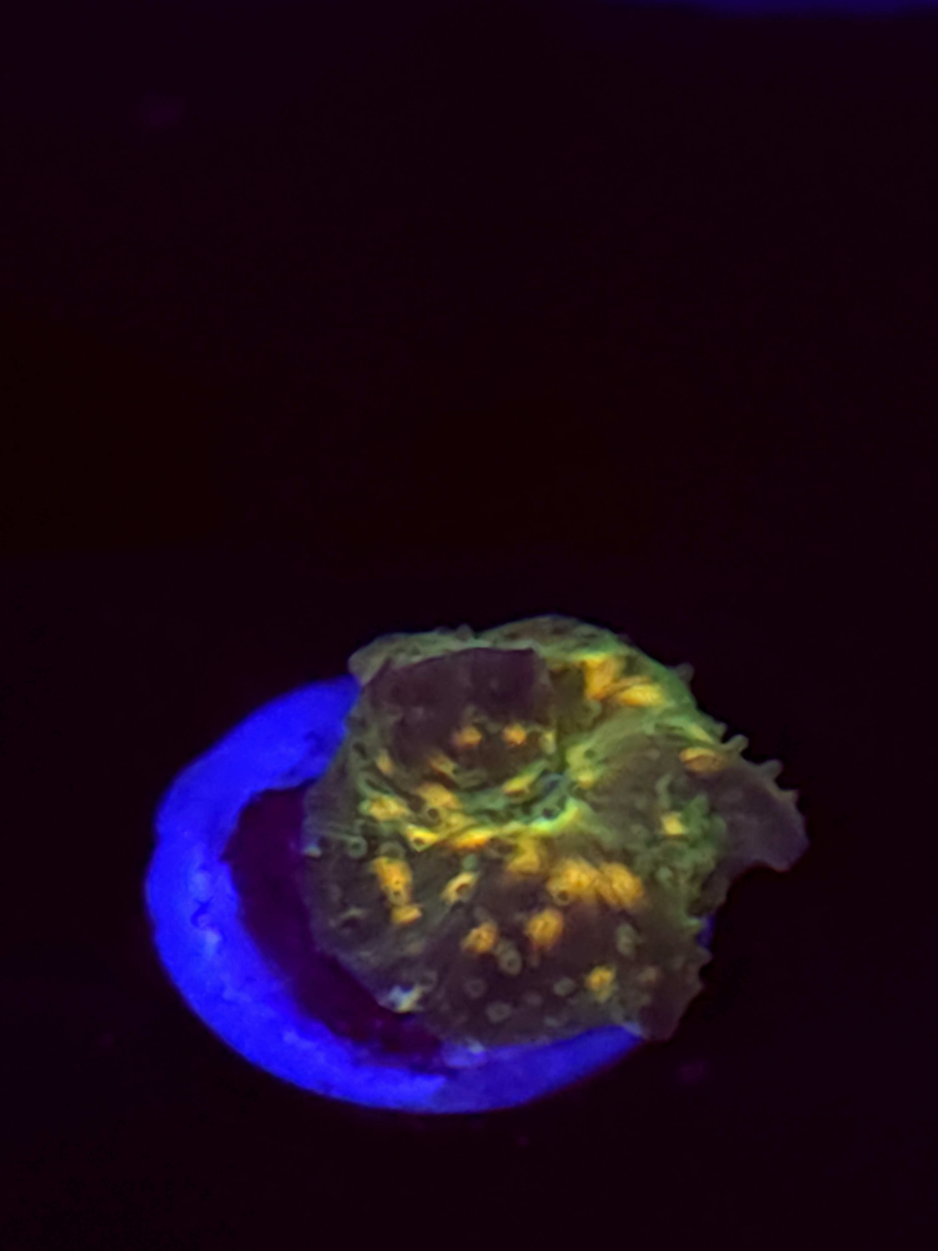 SBB "Orange Warts" Mushroom Small