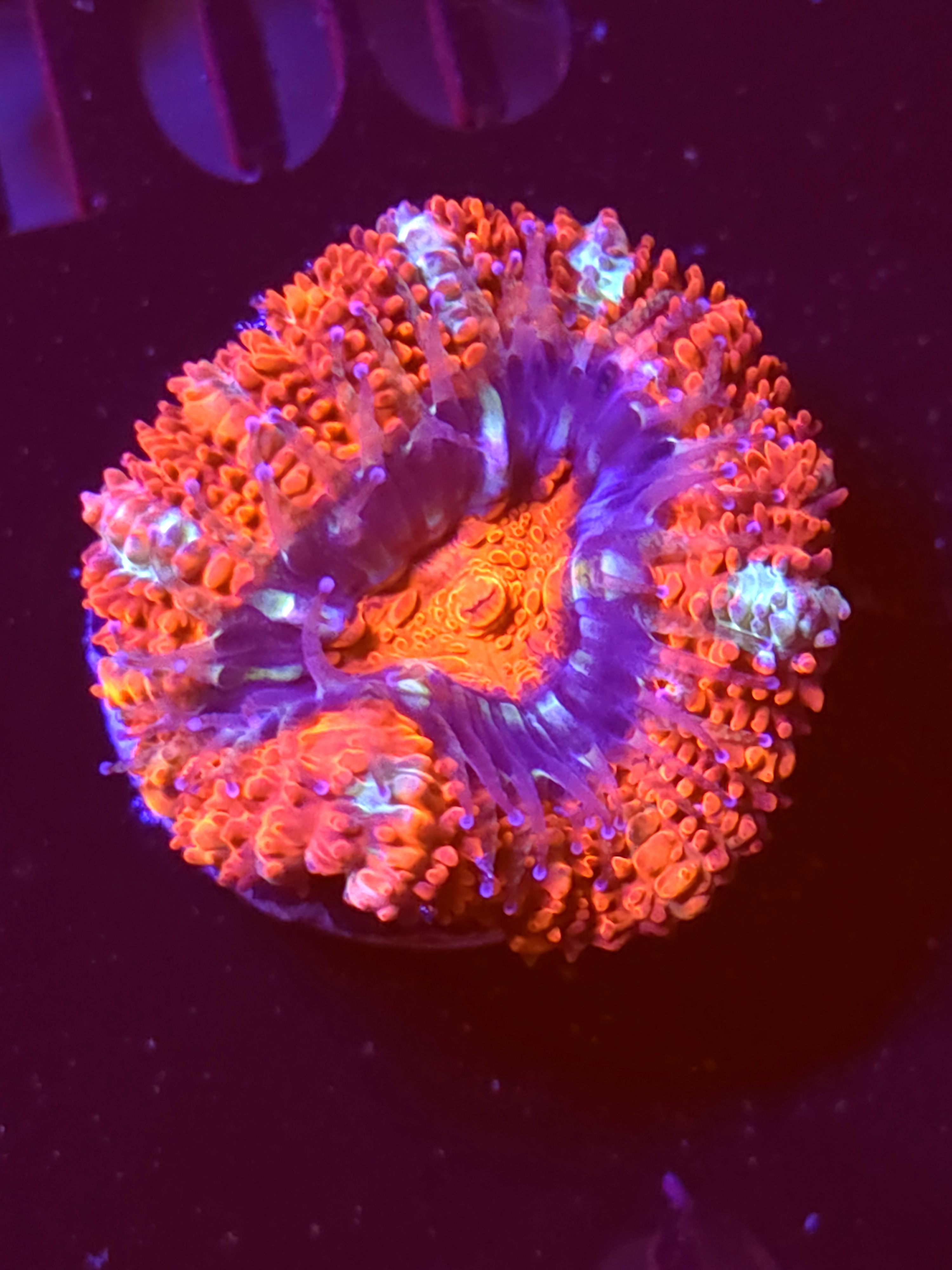 SBB "Red Spark" Acan 1 Head