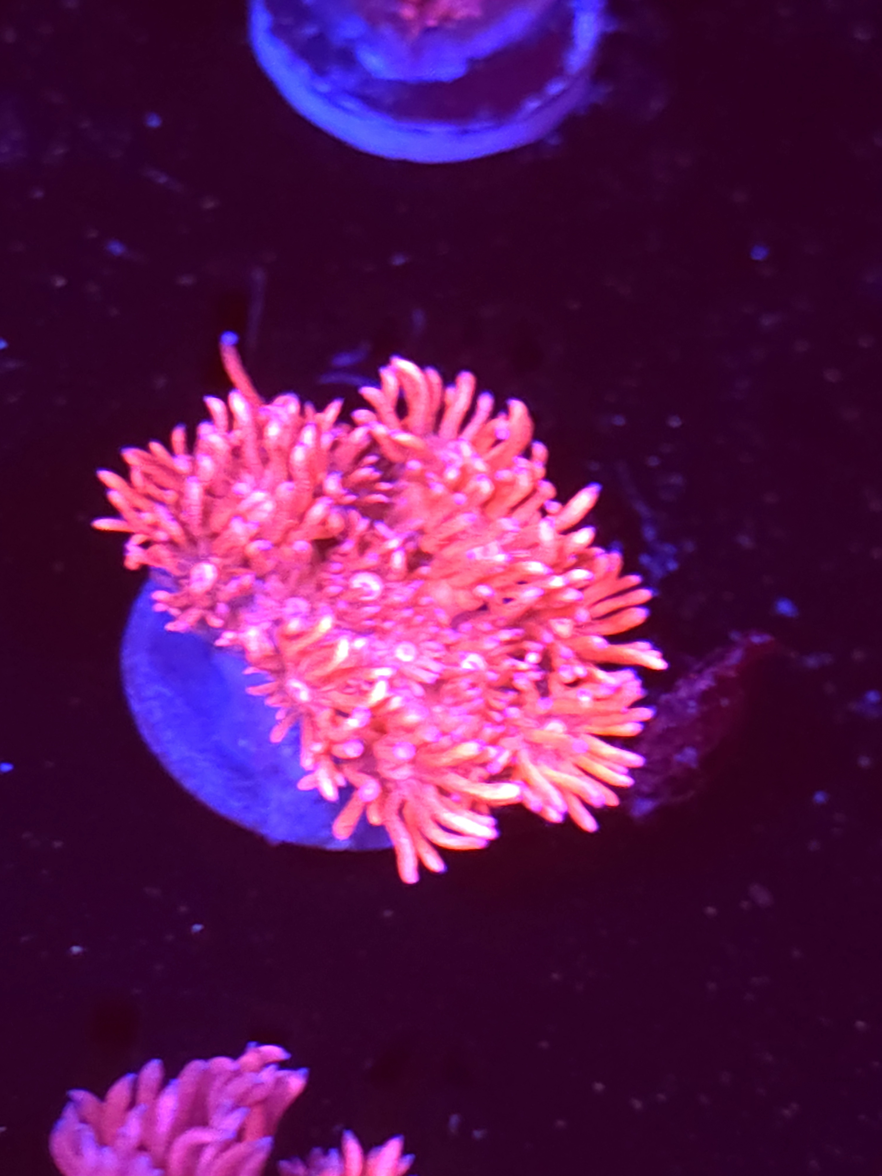 SBB "Cosmic Crayon" Goni Medium