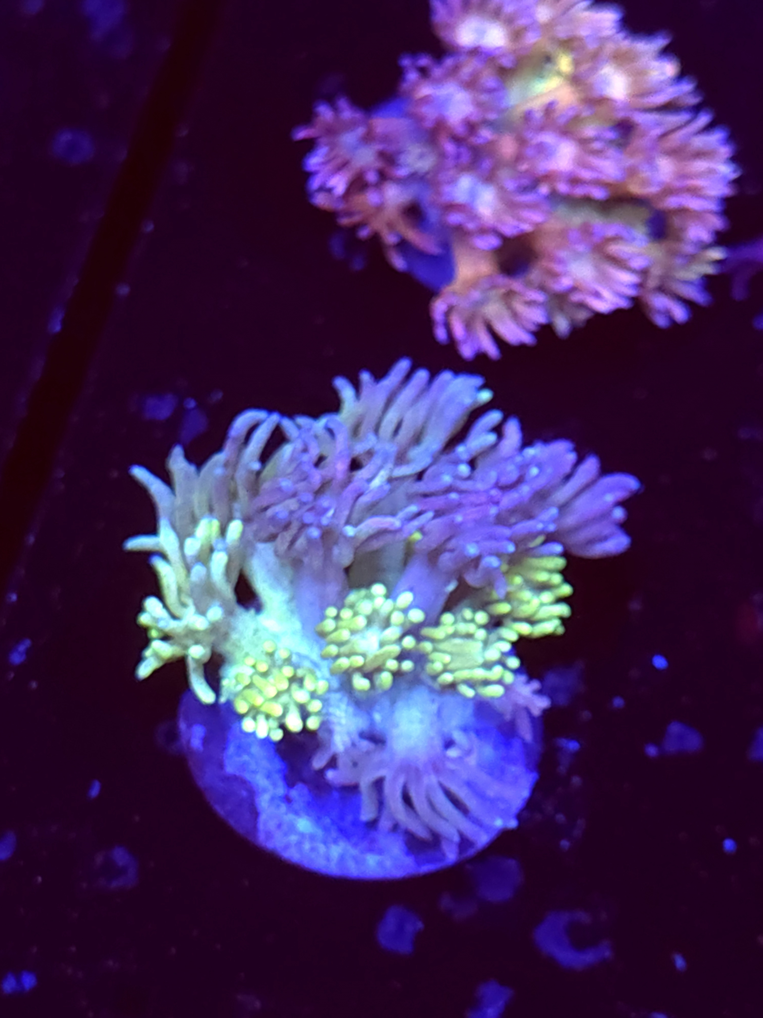 SBB "No Name" Goni Medium