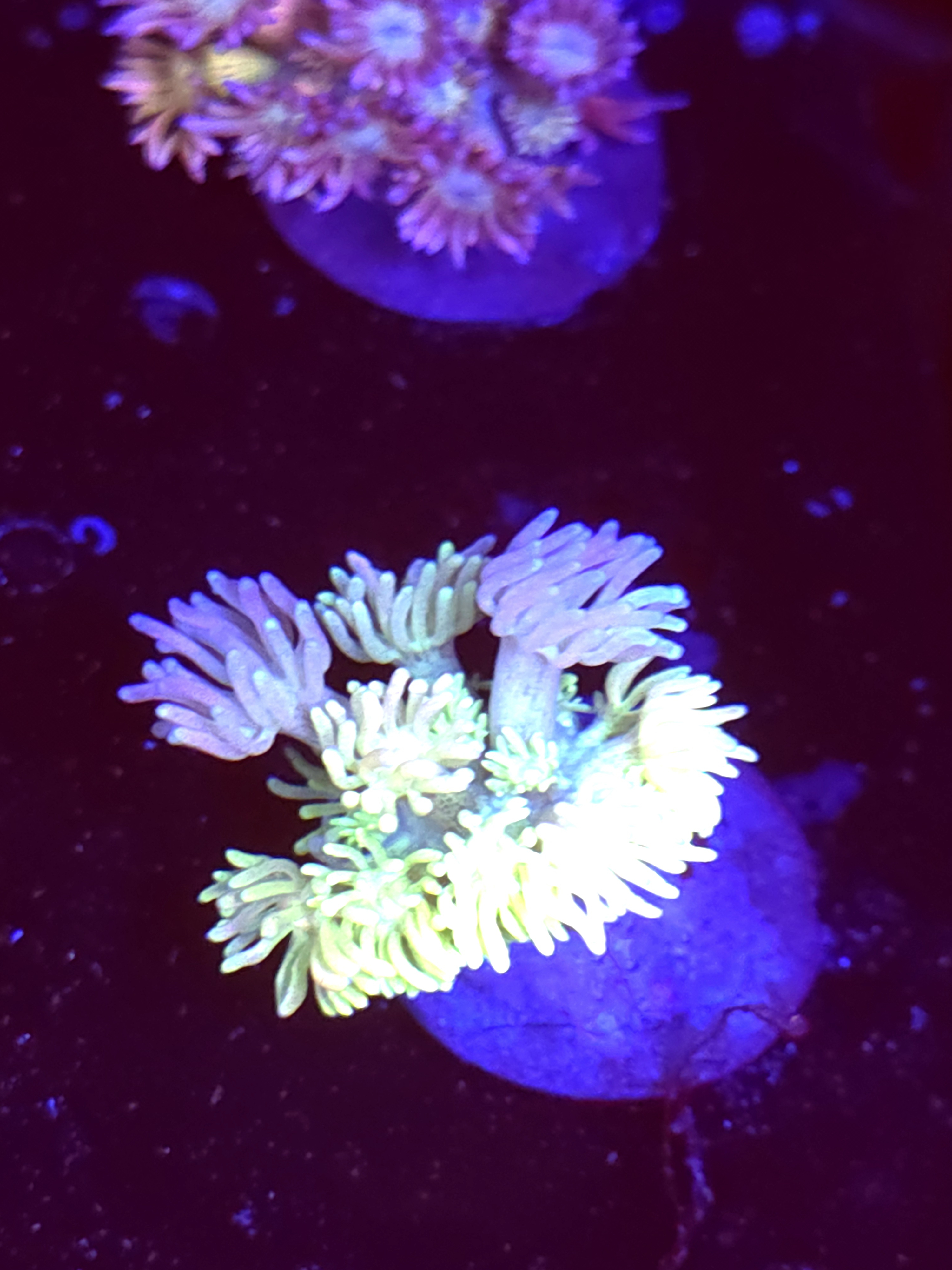 SBB "No Name" Goni Medium