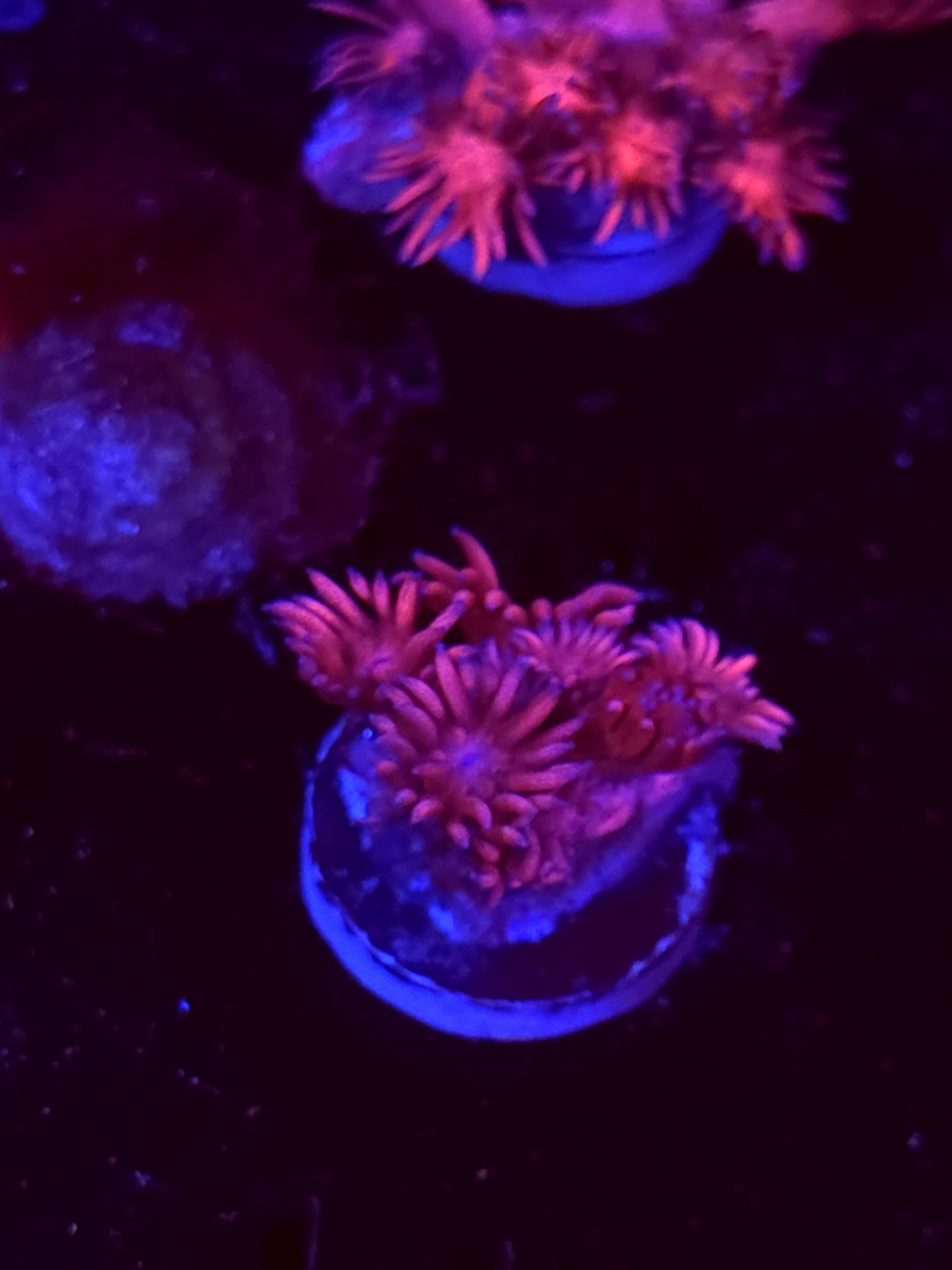 SBB "No Name" Goni Medium