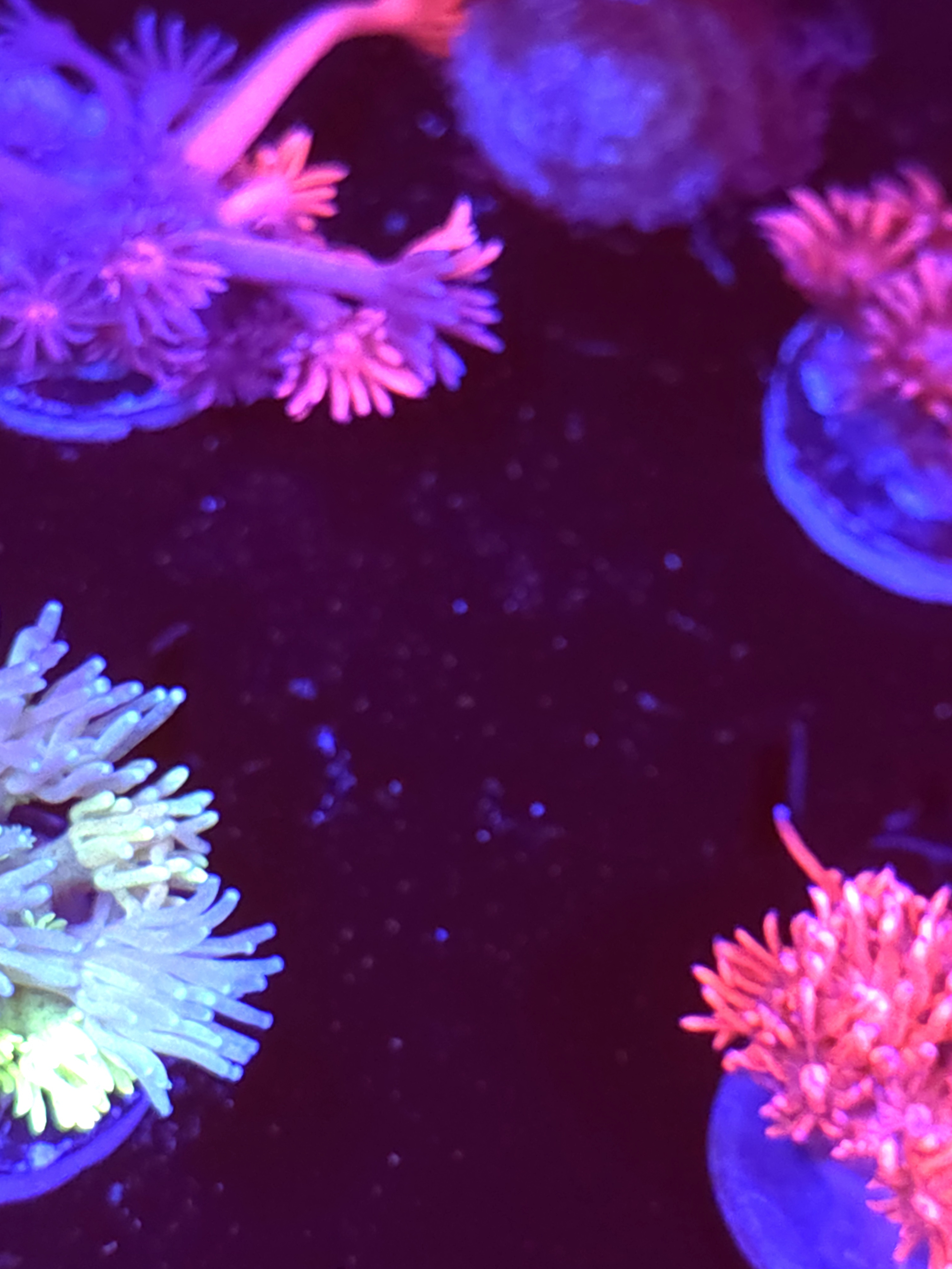 SBB "Oparl Flare" Goni Medium