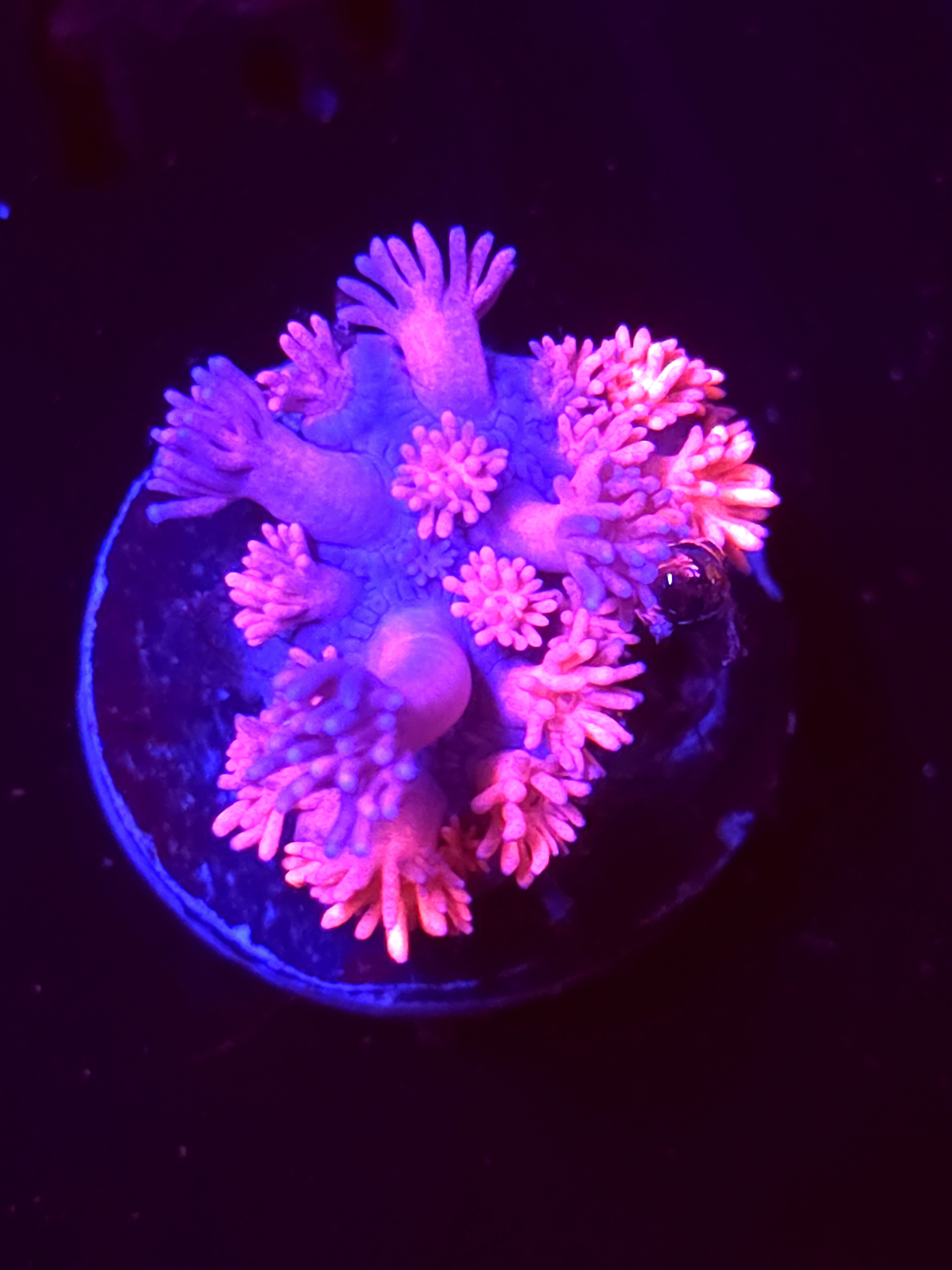 SBB "Candy Blush" Goni Medium