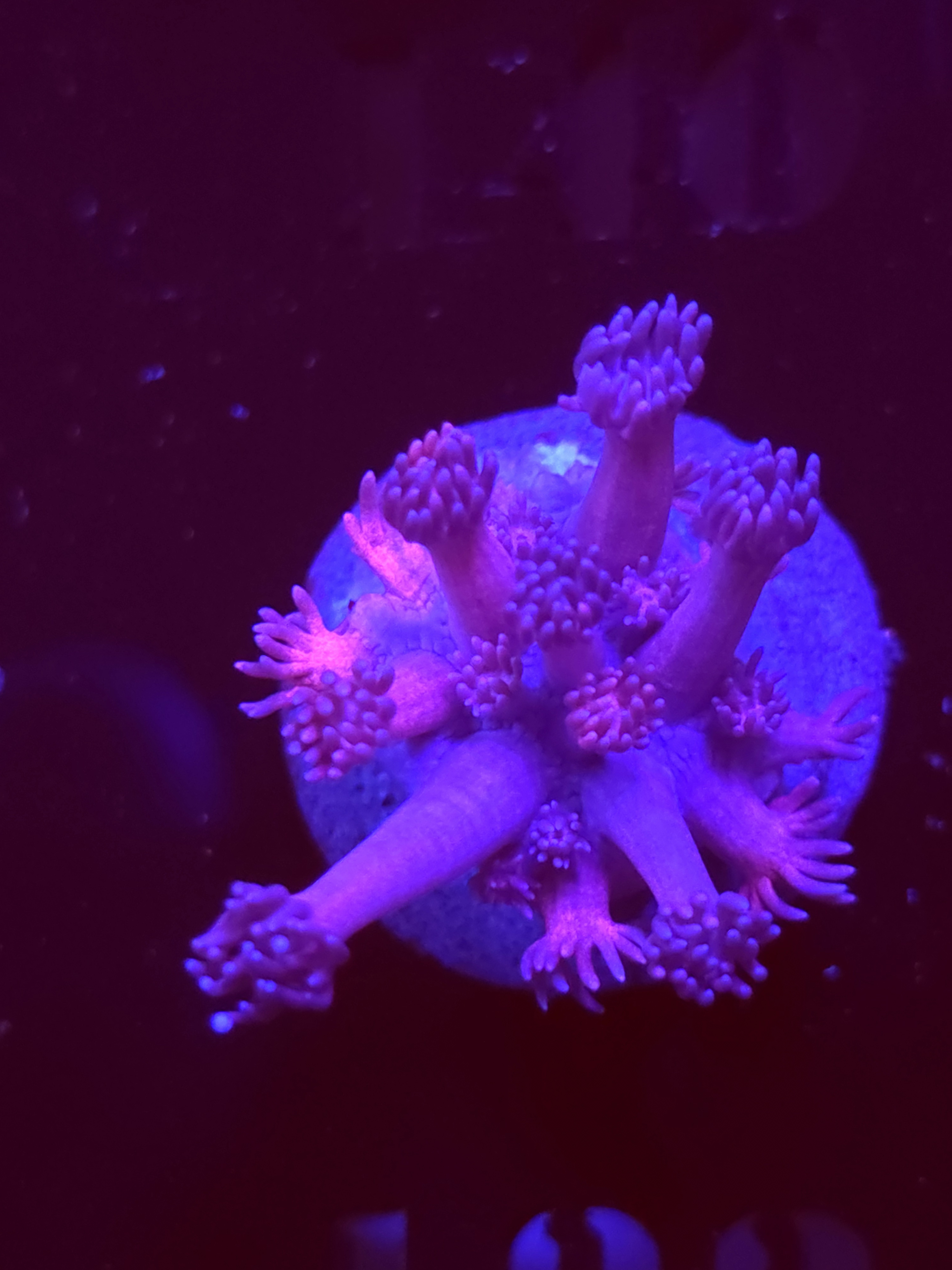 SBB "Jelly Drop" Goni Medium