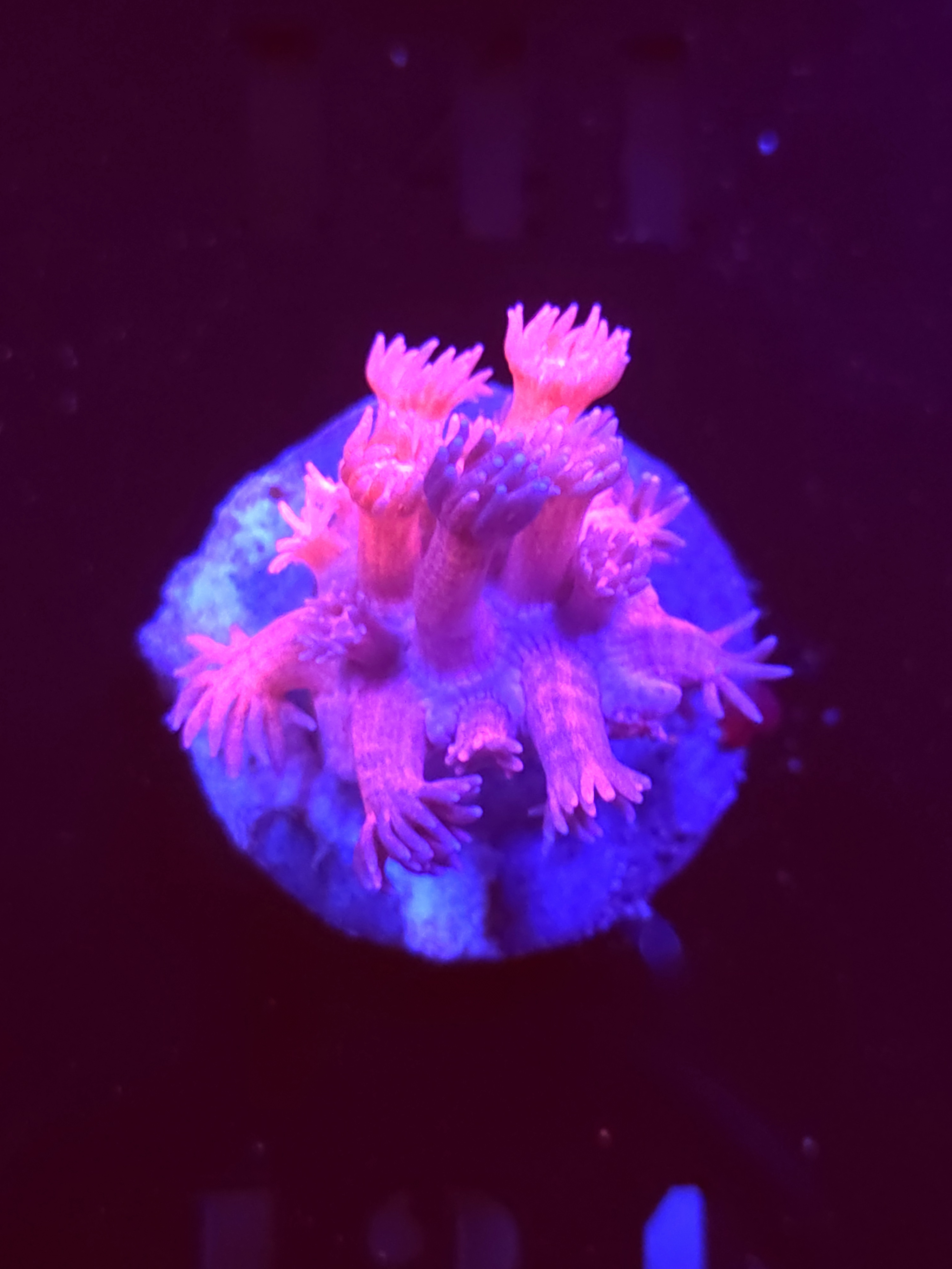 SBB "Jelly Drop" Goni Medium