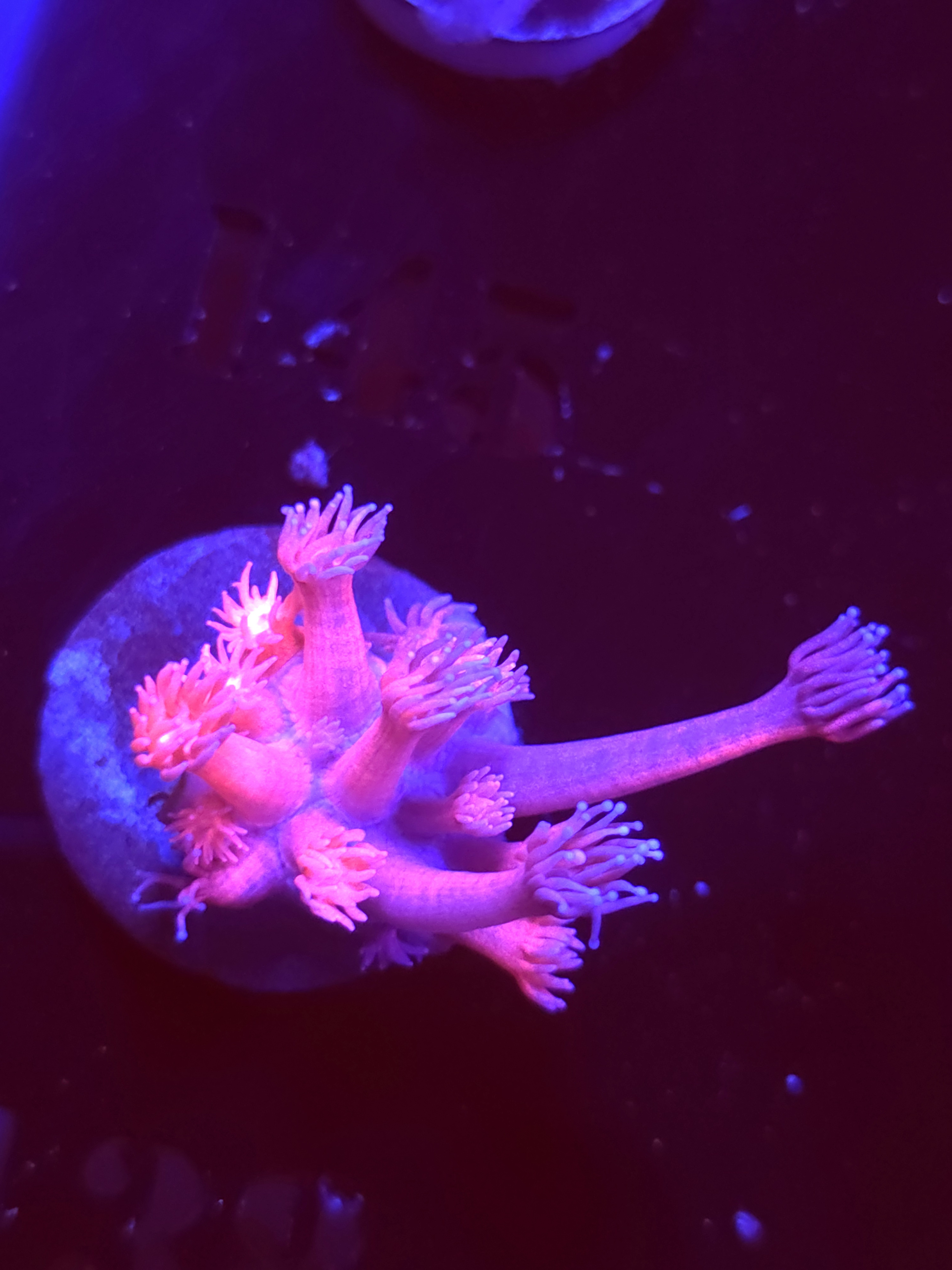 SBB "Jelly Drop" Goni Medium