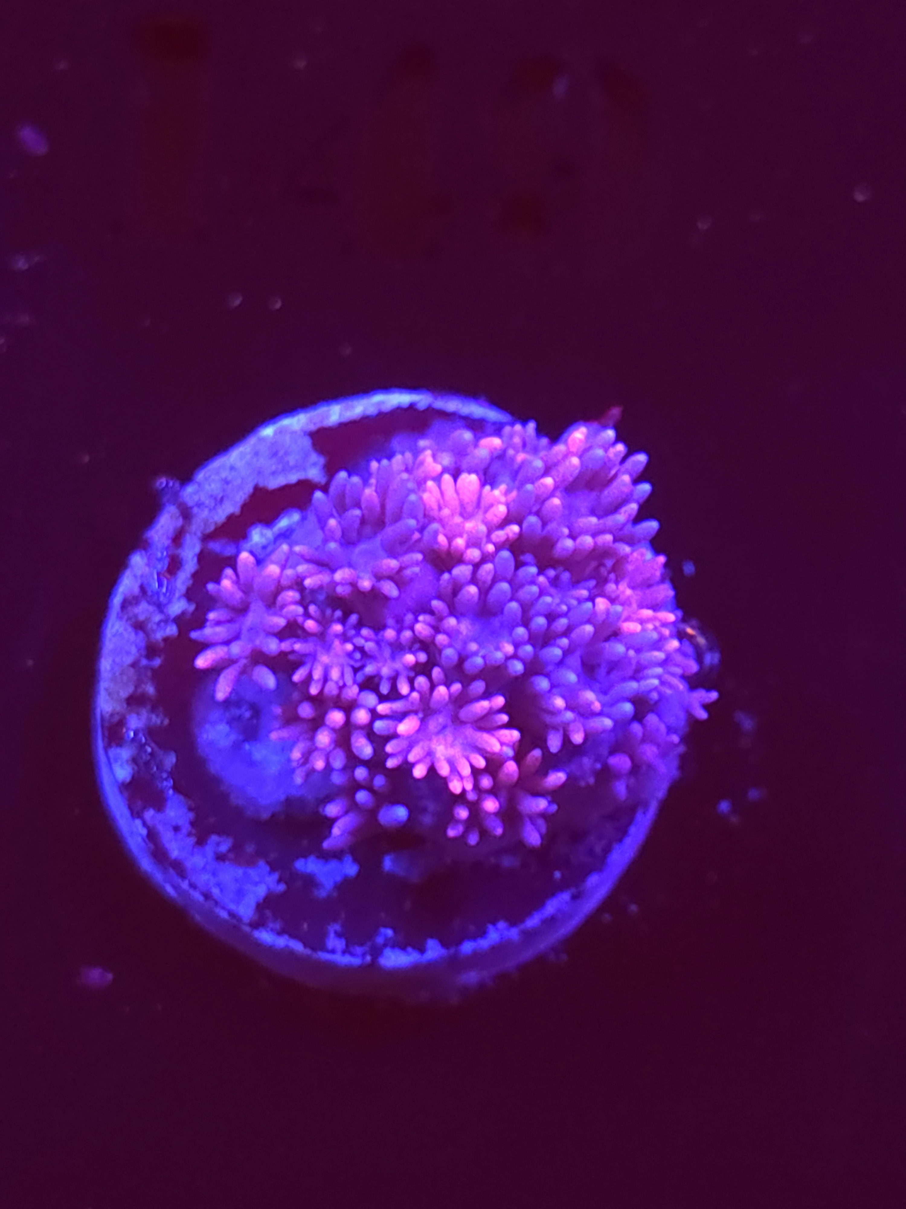 SBB "Candy Blush" Goni Medium