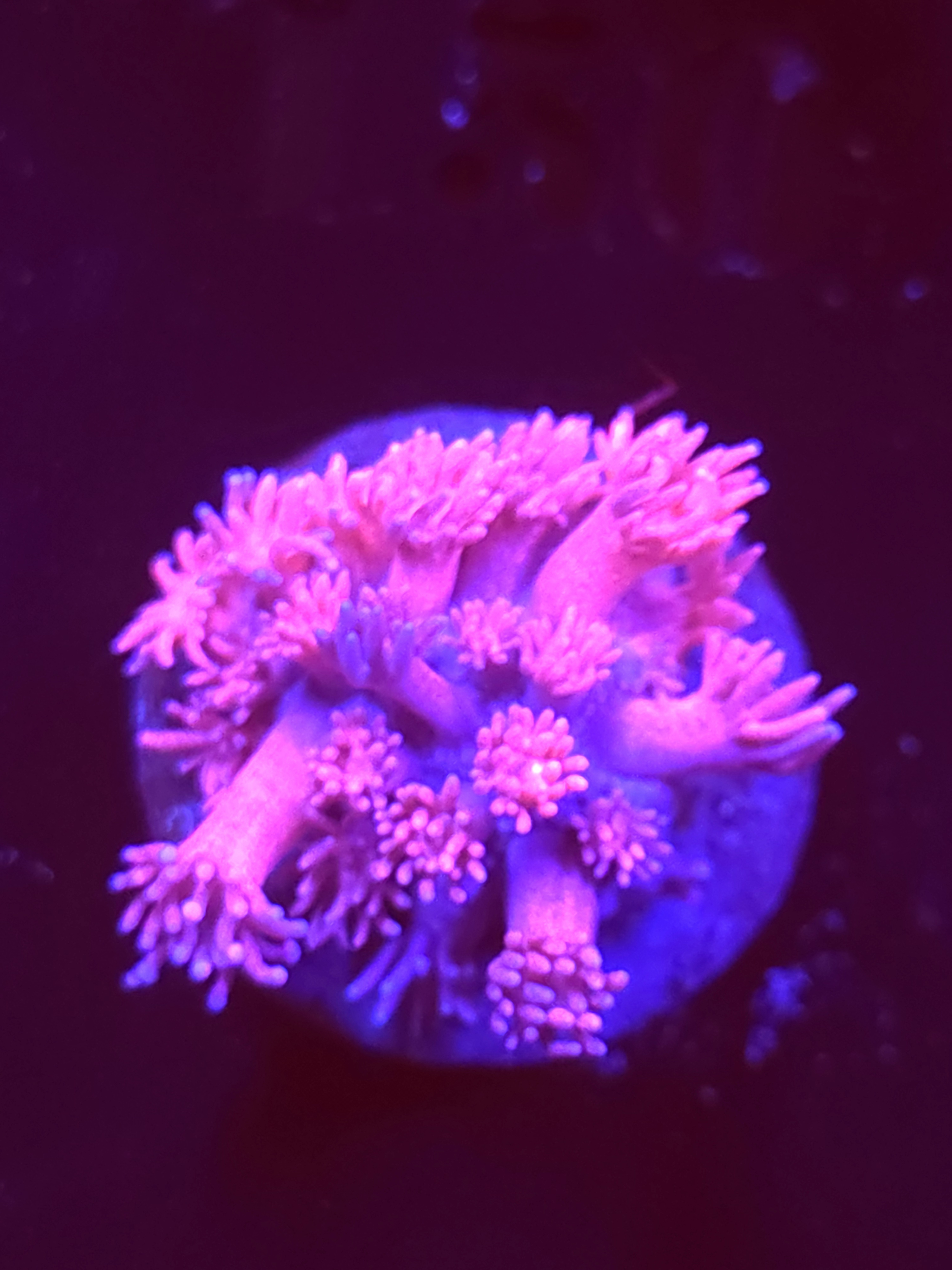 SBB "Candy Blush" Goni Medium