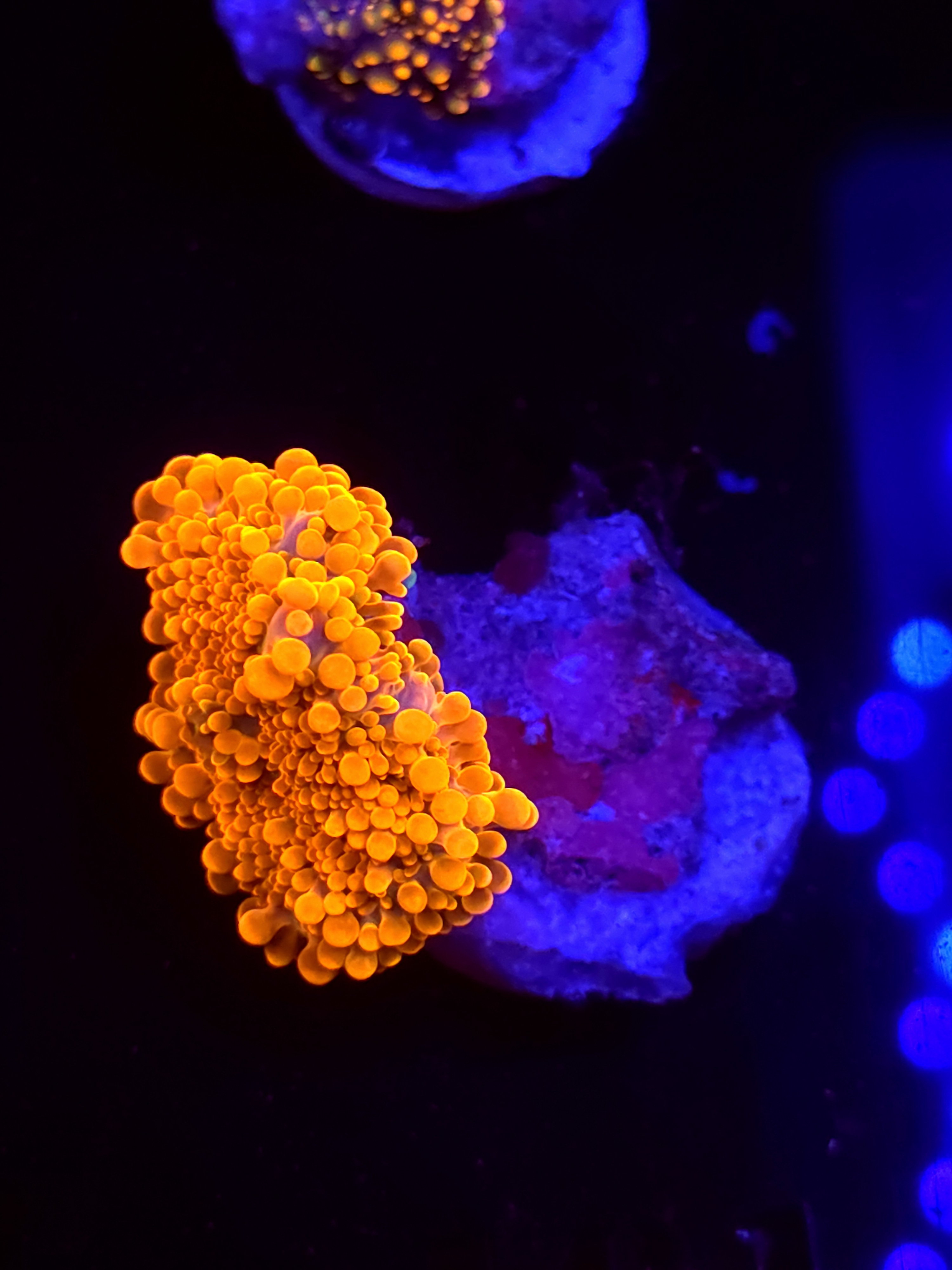 SBB "Lava Peel" Mushroom Small