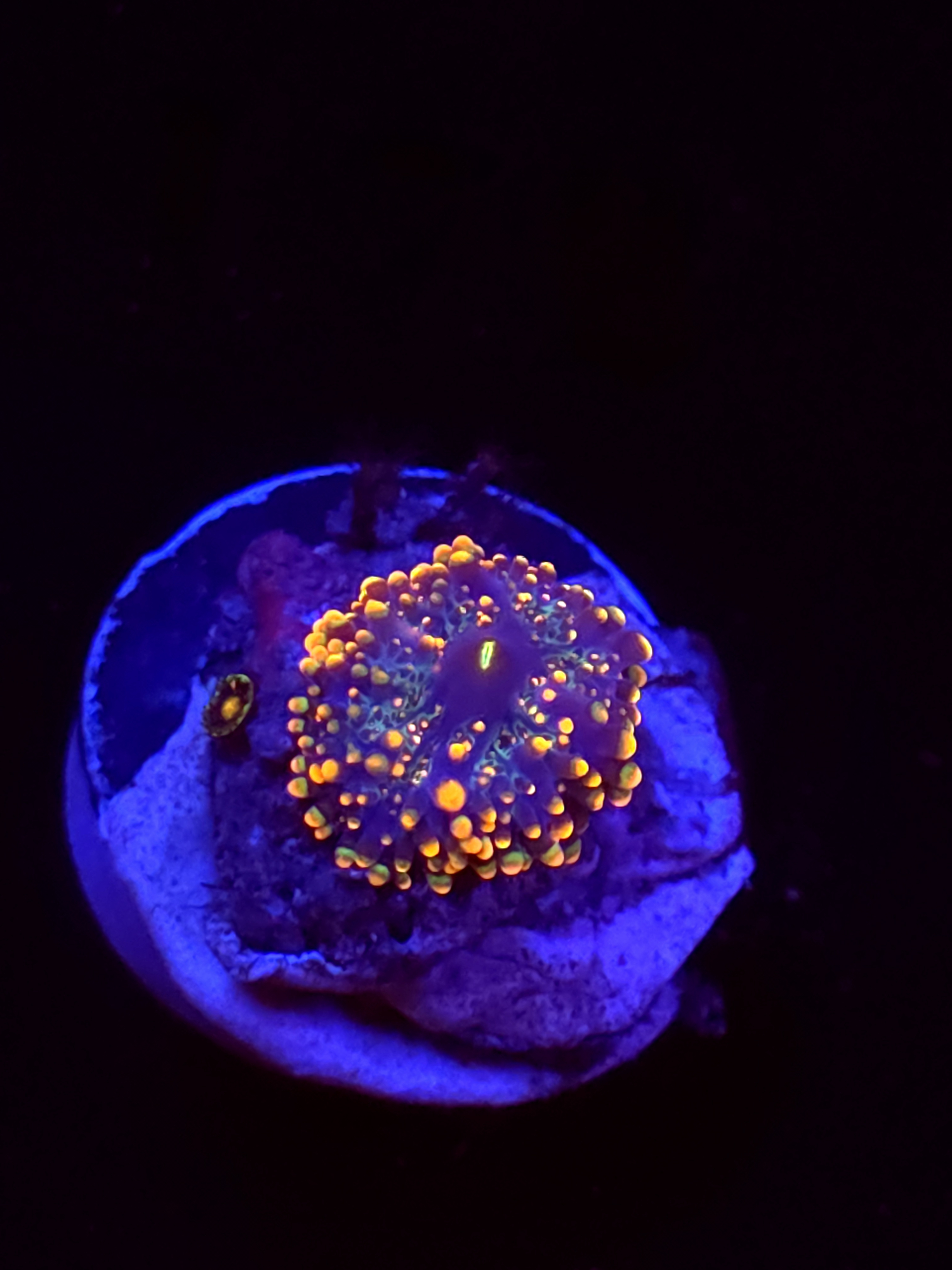 SBB "Mystery Signature" Mushroom Tiny