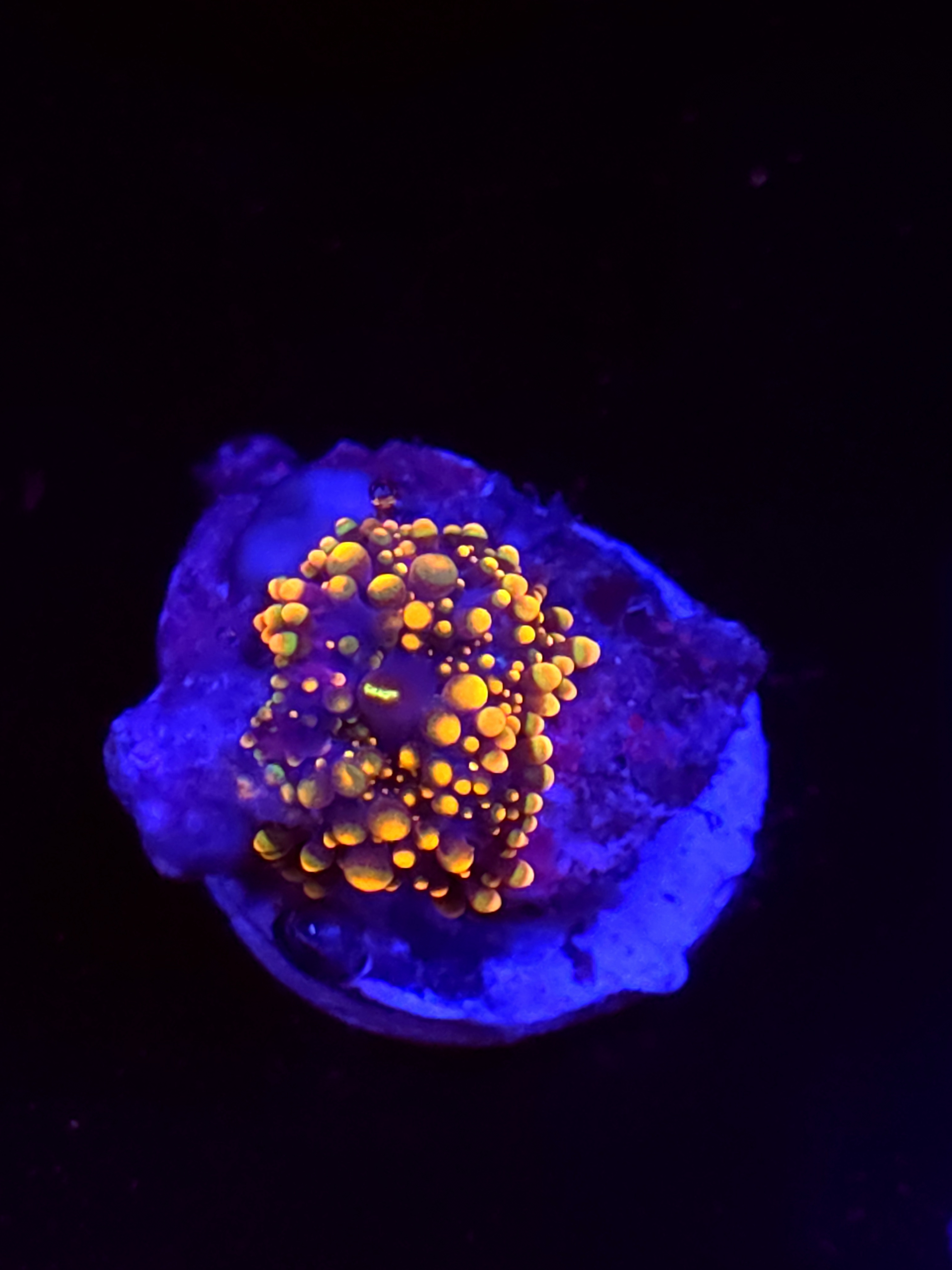 SBB "King Kong" Mushroom Tiny