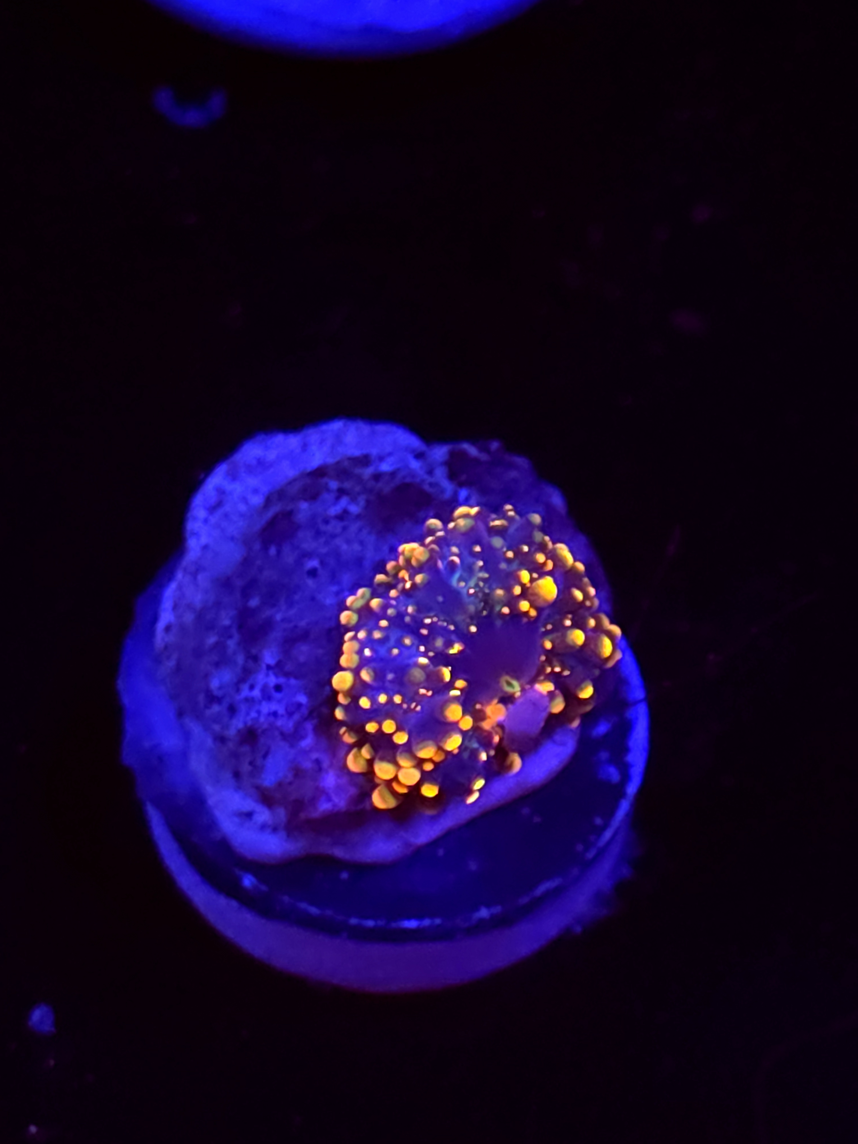 SBB "King Kong" Mushroom Tiny