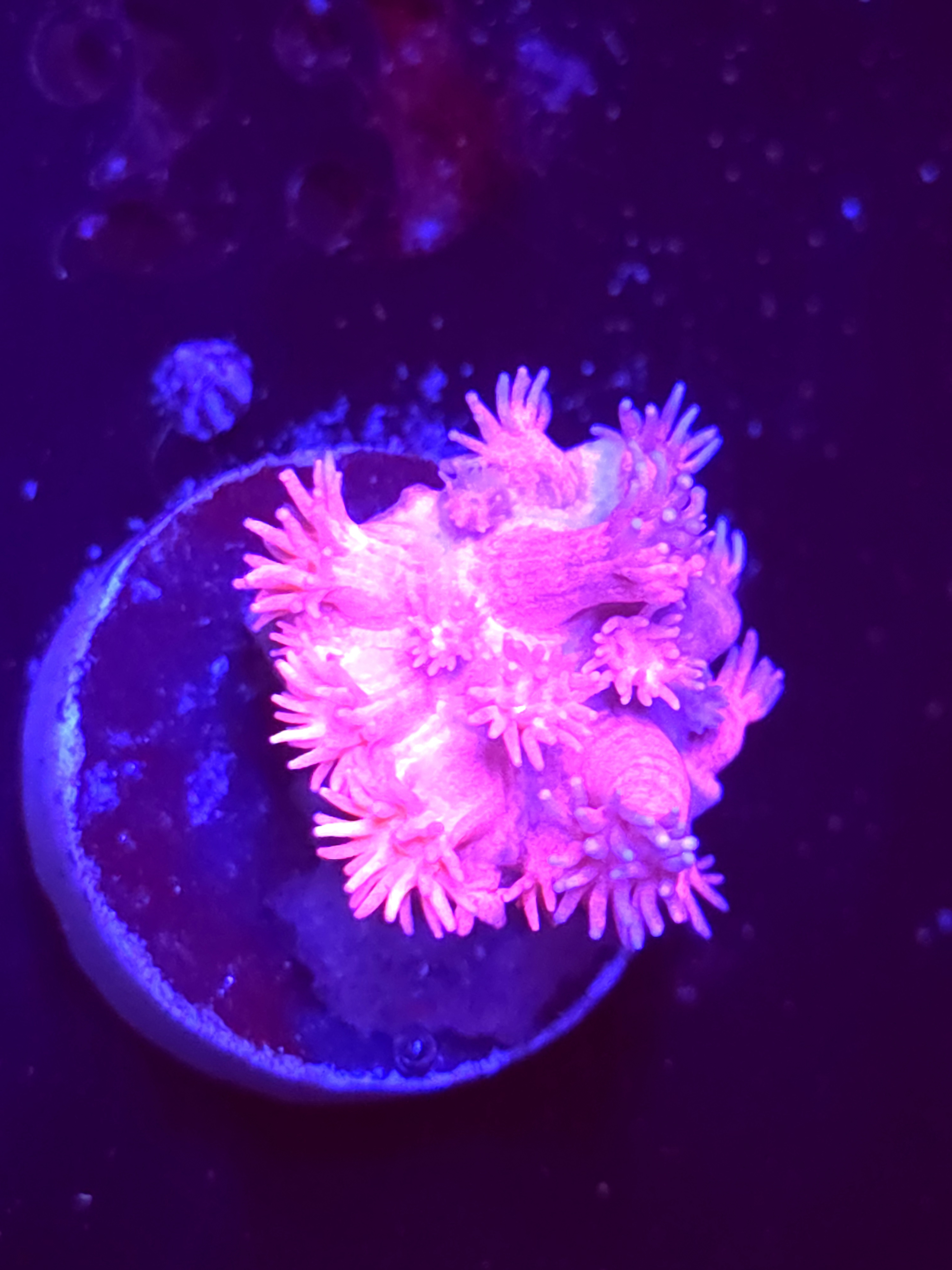 SBB "Jelly Drop" Goni Medium