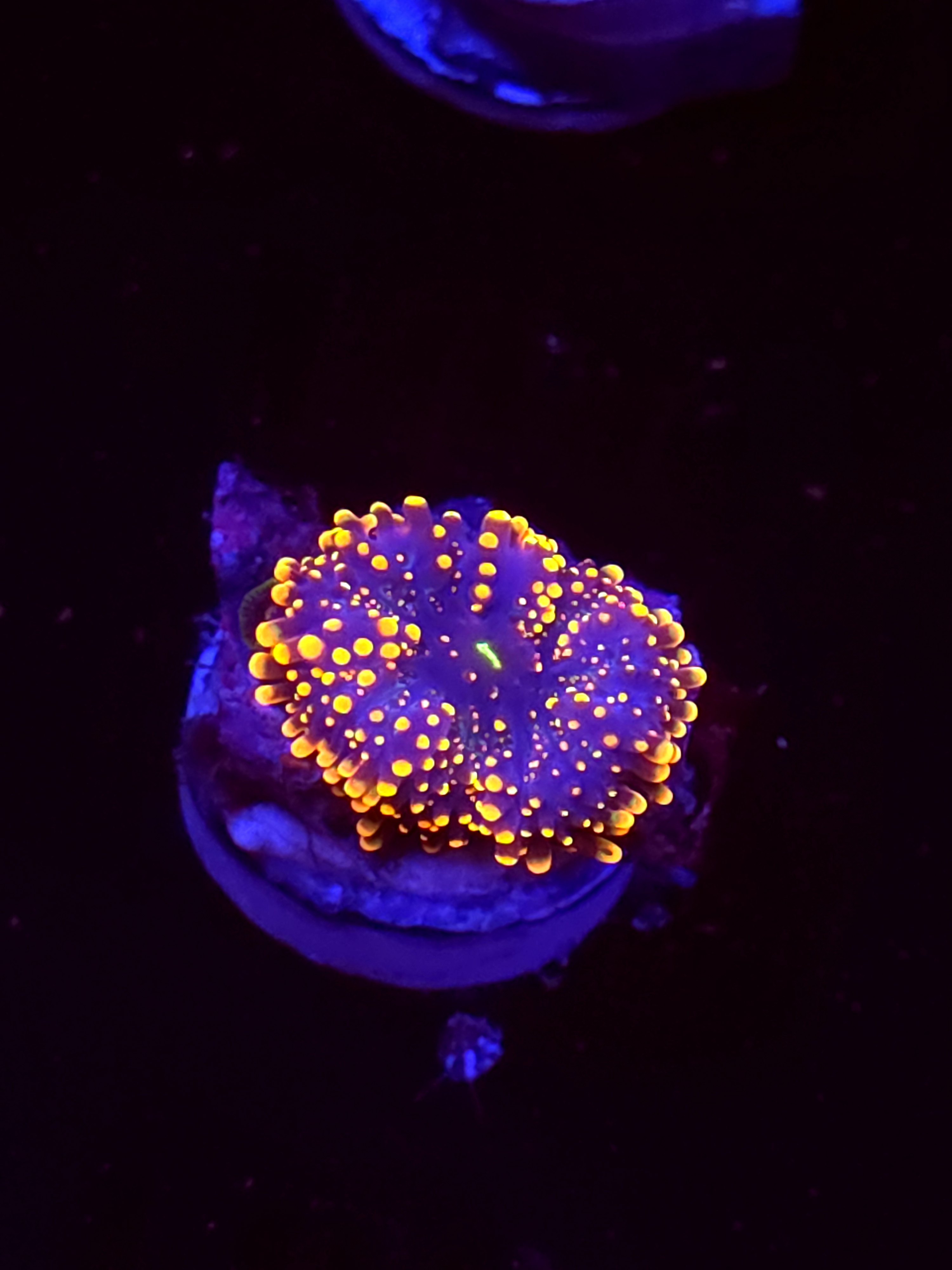 SBB "Mystery Signature" Mushroom Medium