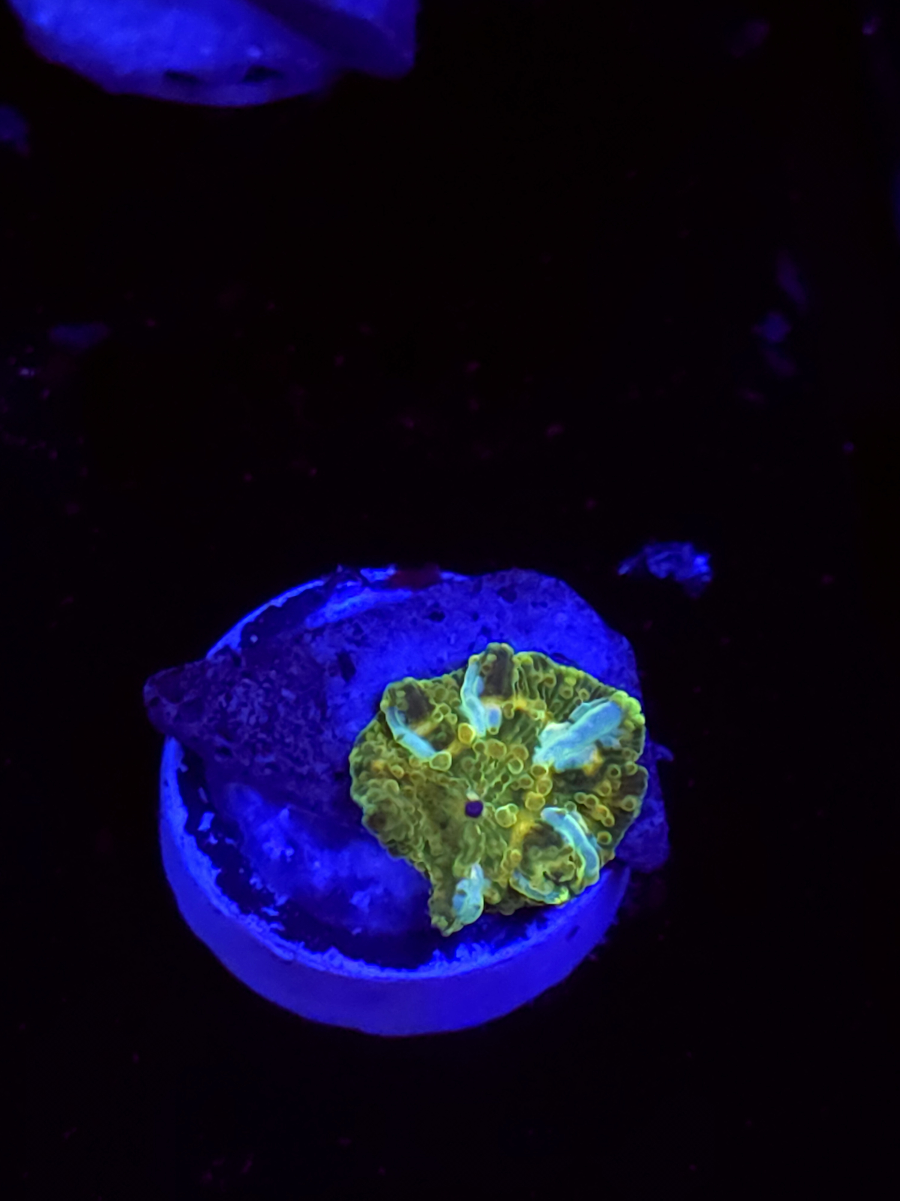 SBB "Plasma Blister" Mushroom Tiny