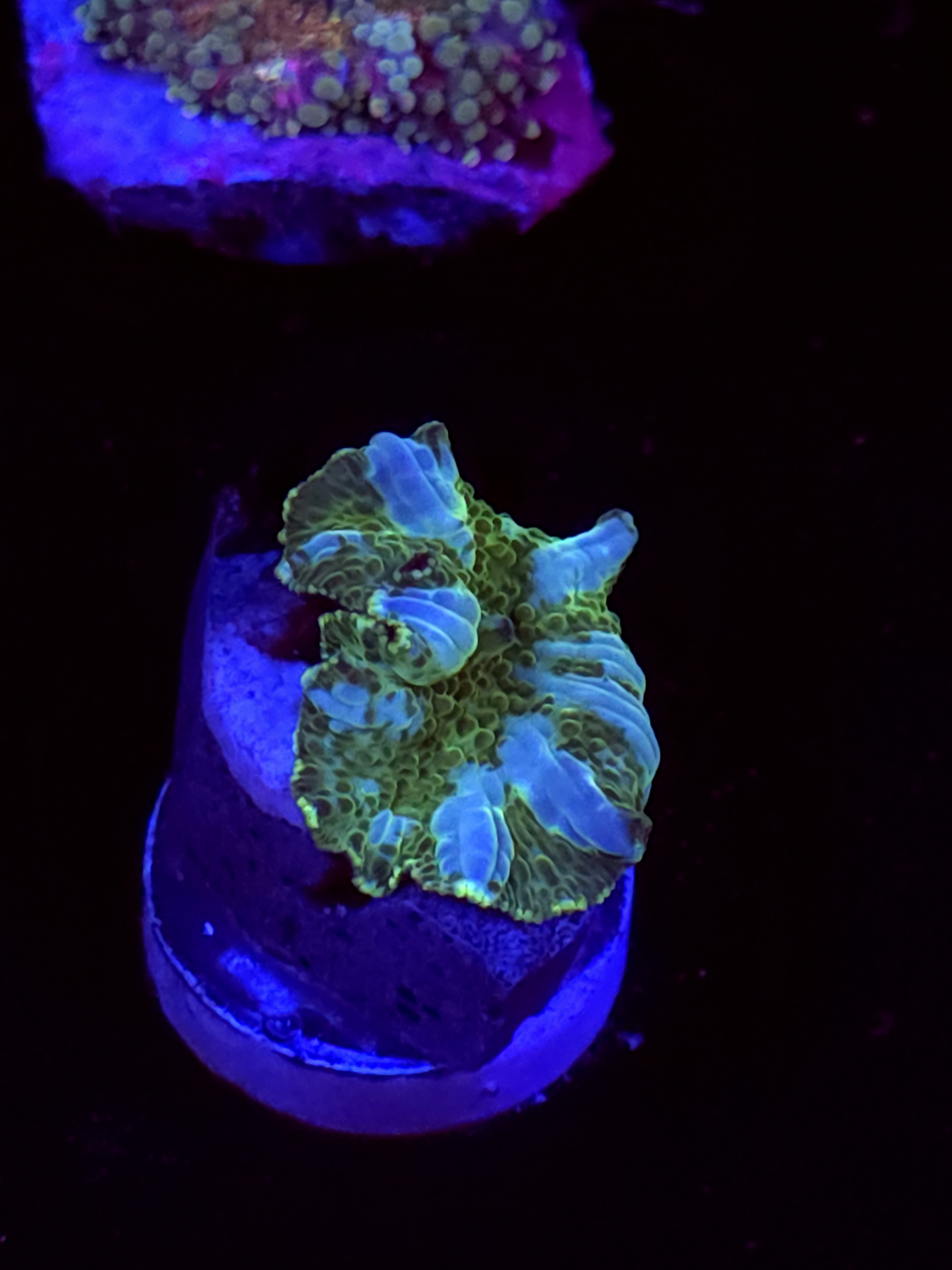 SBB "Plasma Blister" Mushroom Small