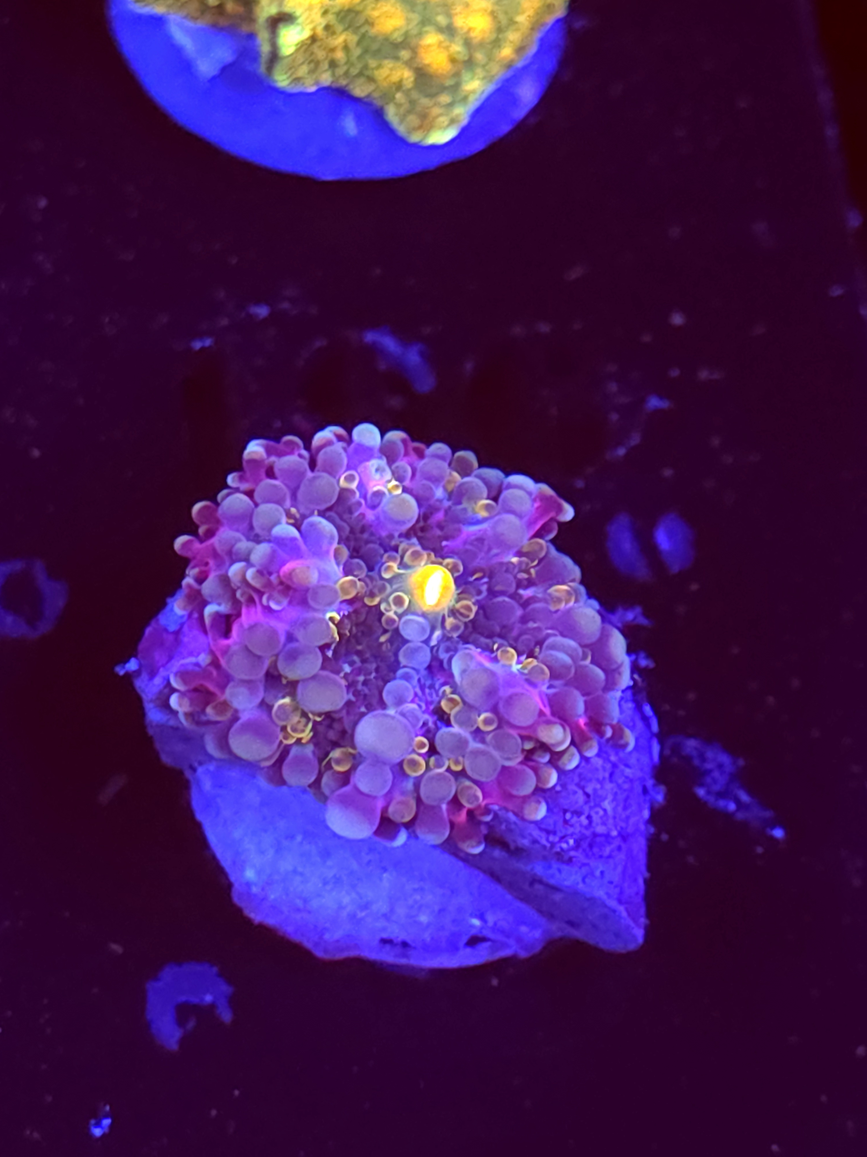 SBB "No Name" Mushroom Medium