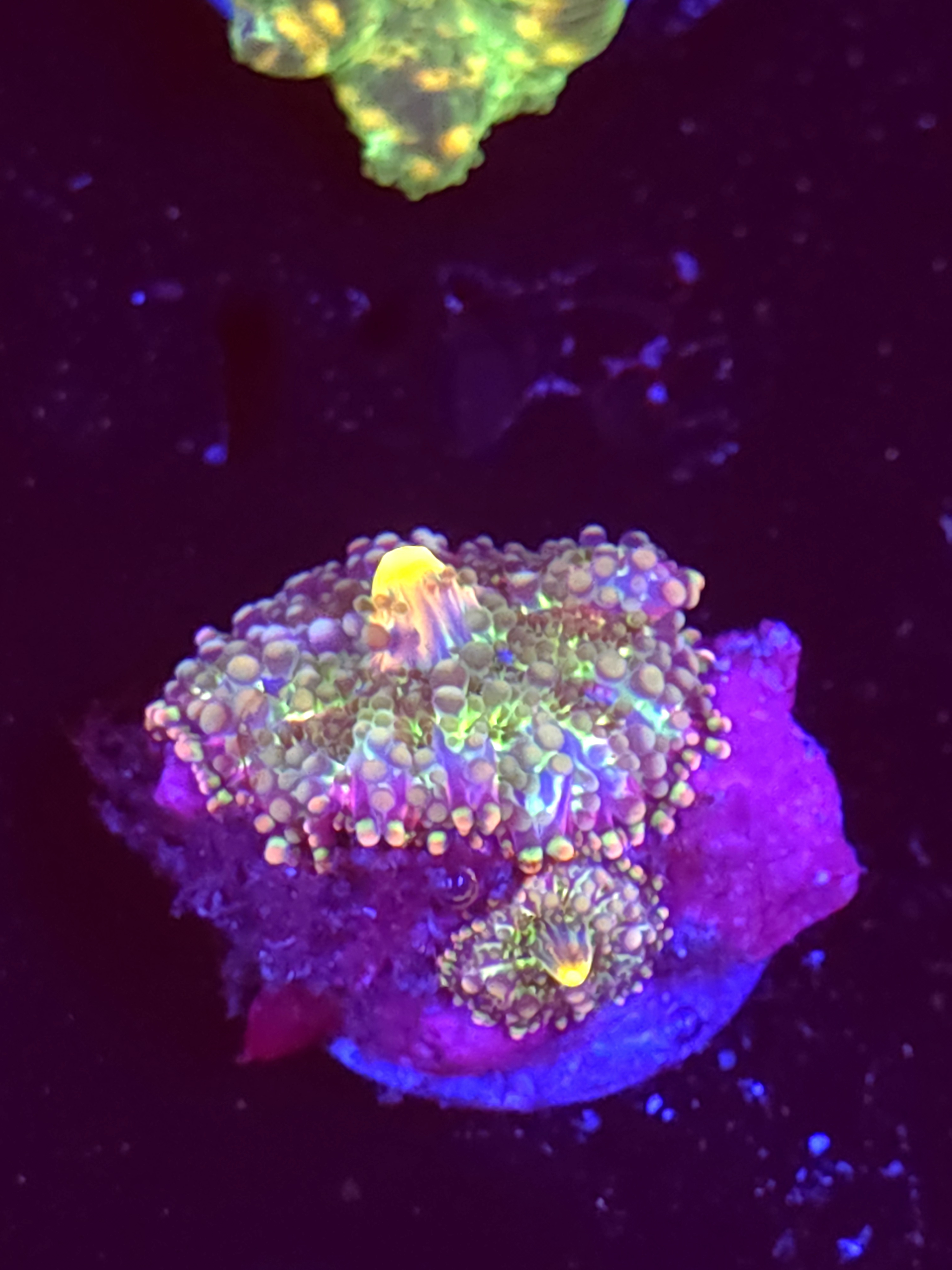 SBB "No Name" Mushroom Medium