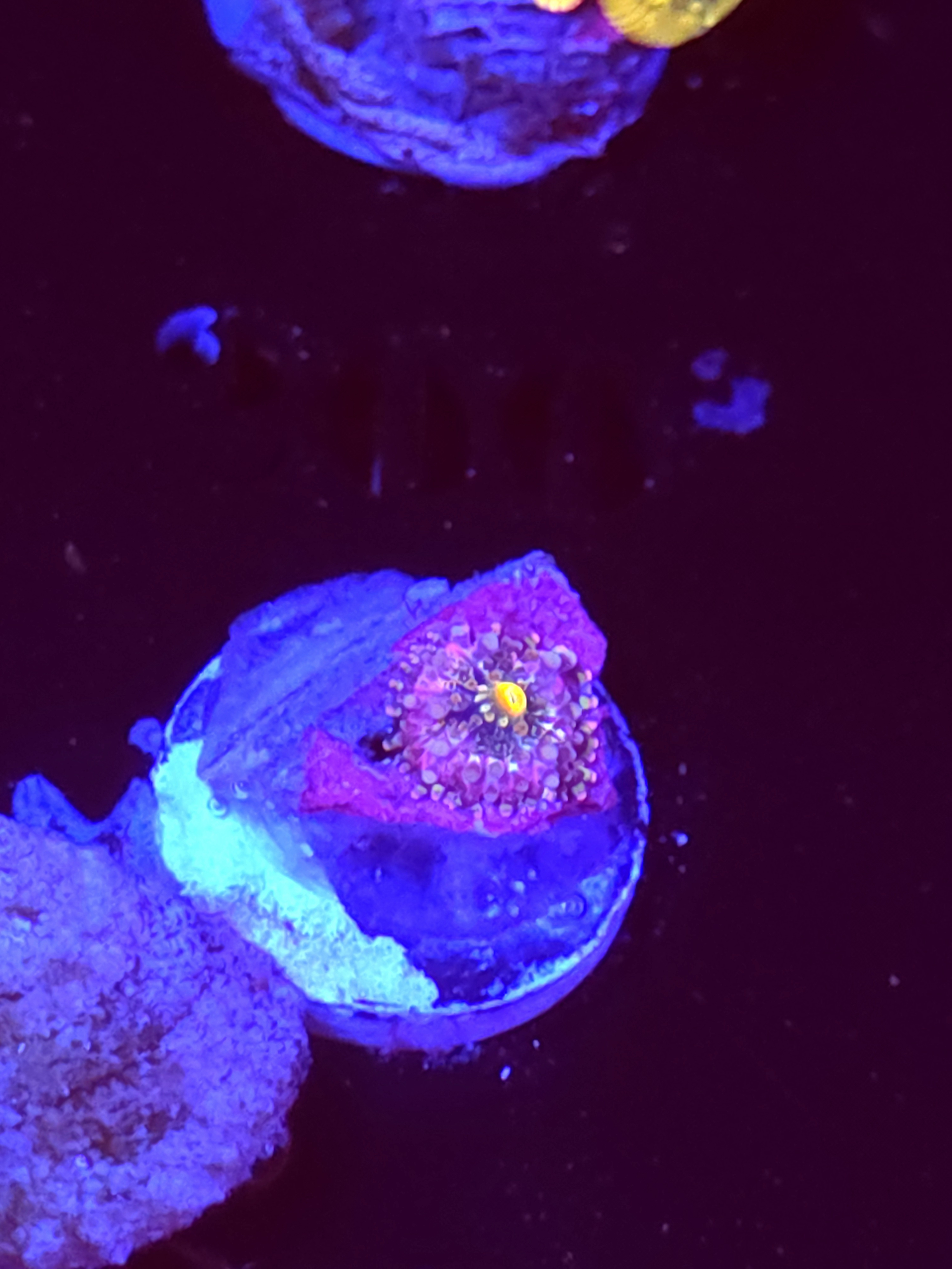 SBB "No Name" Mushroom Tiny