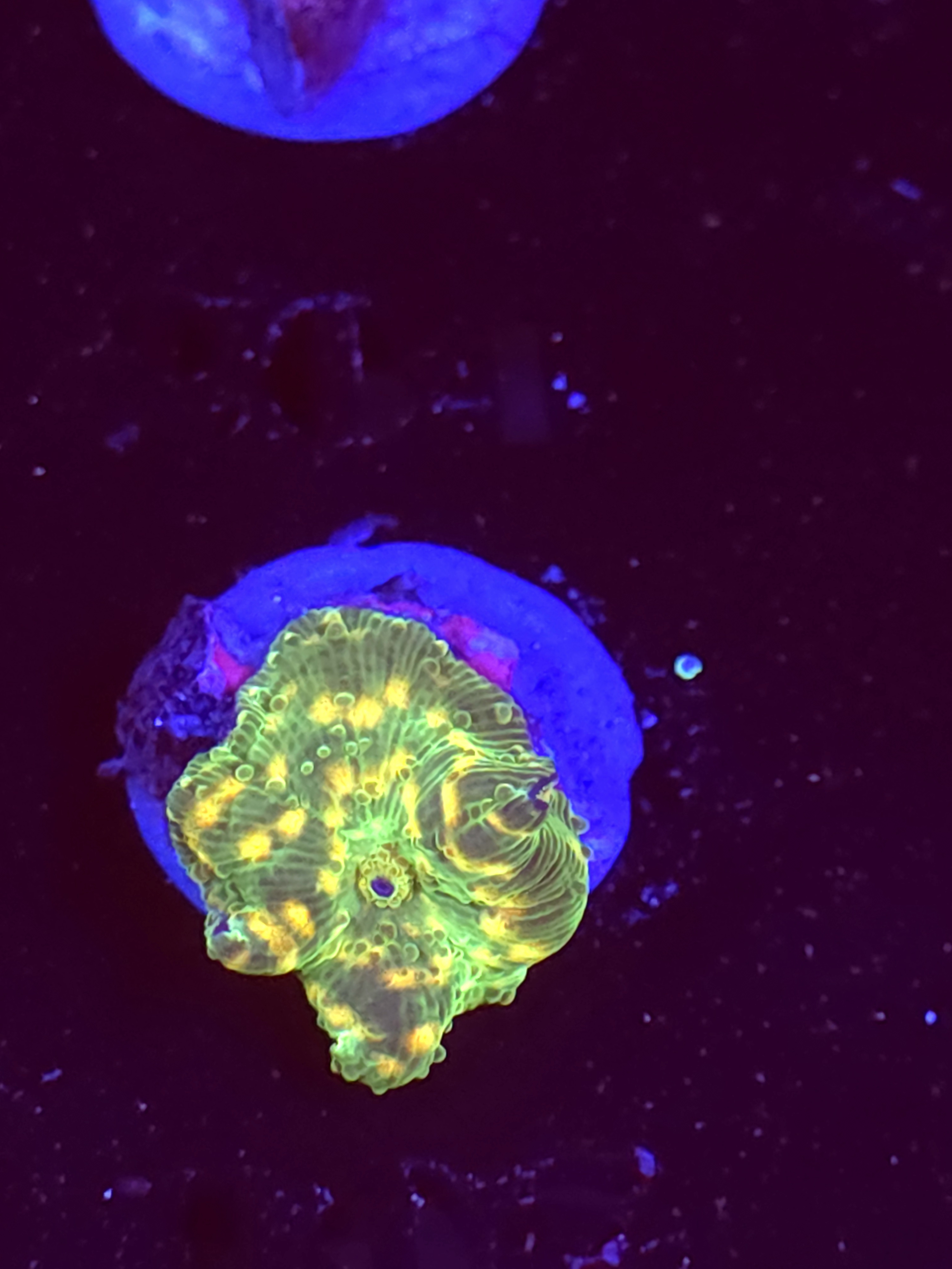 SBB "Orange Warts" Mushroom Tiny