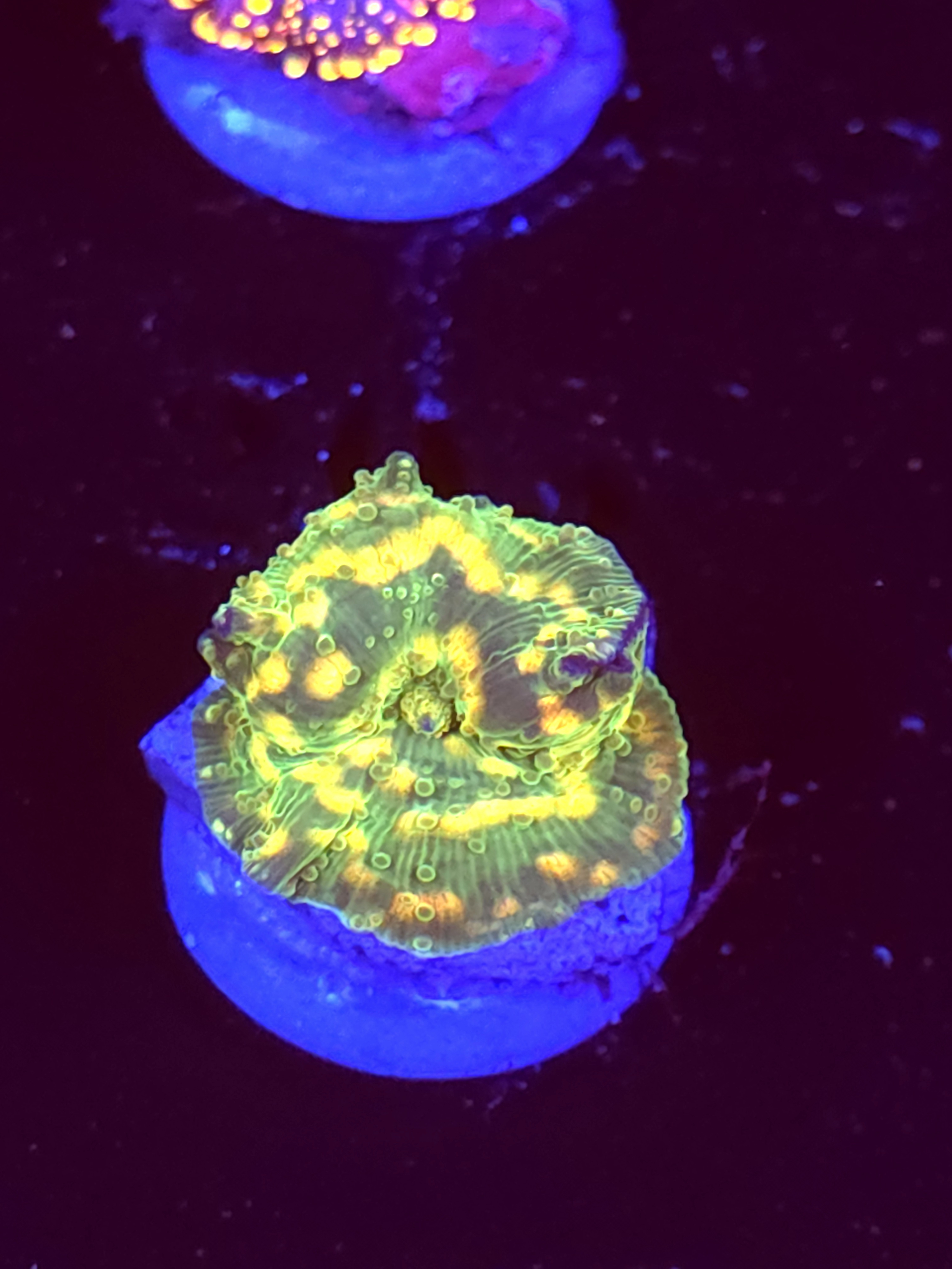 SBB "Orange Warts" Mushroom Small