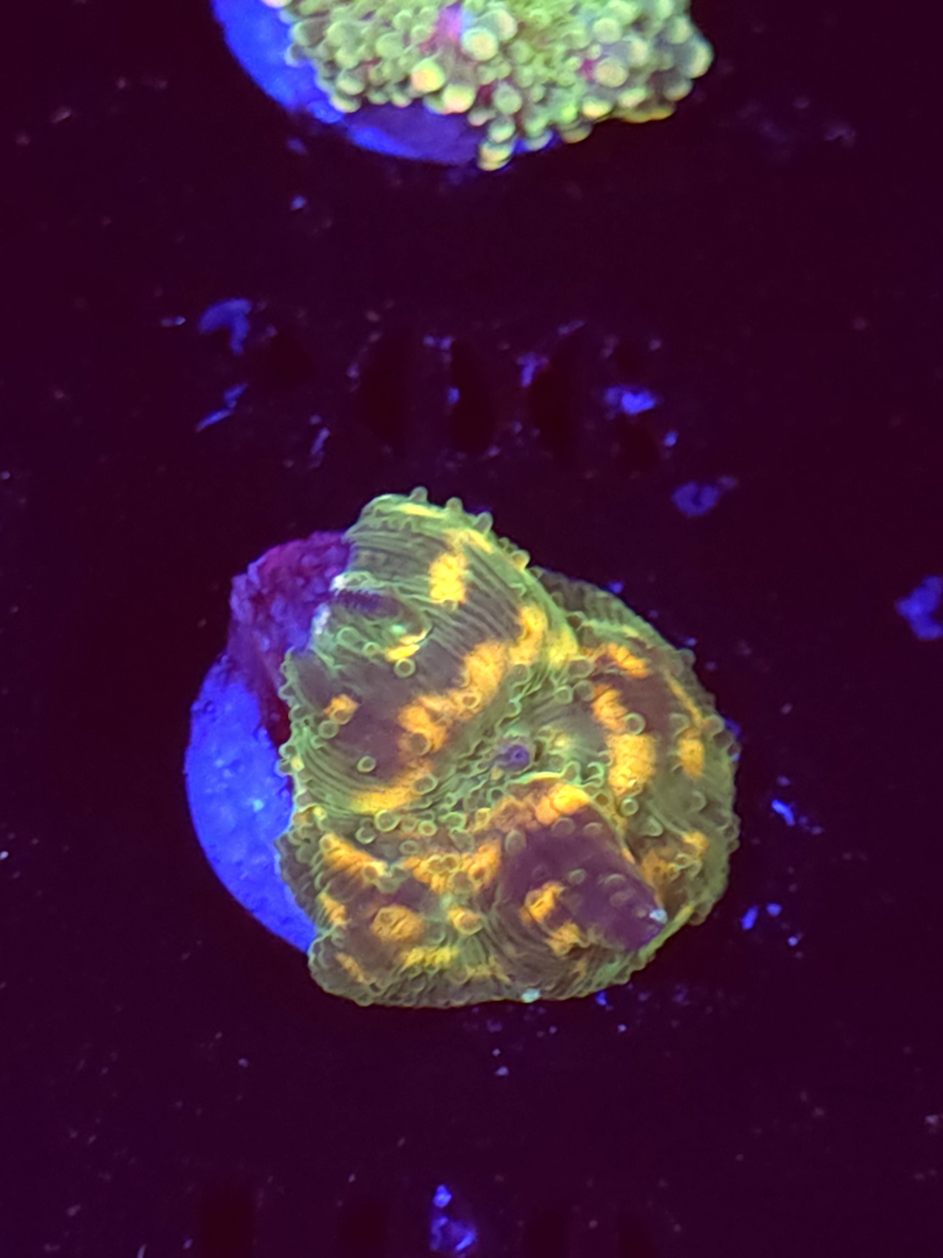 SBB "Orange Warts" Mushroom Tiny