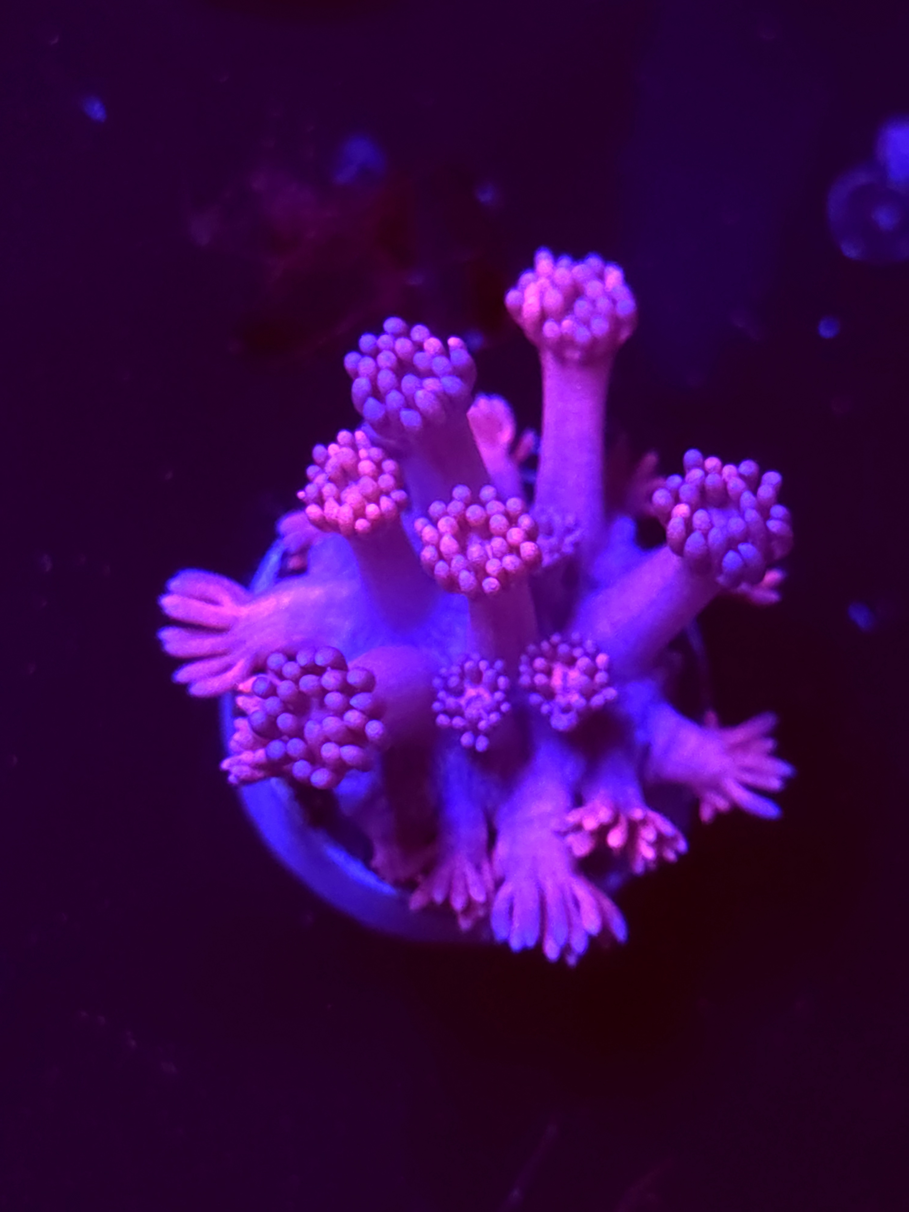 SBB "Mystery Signature" Goni Medium