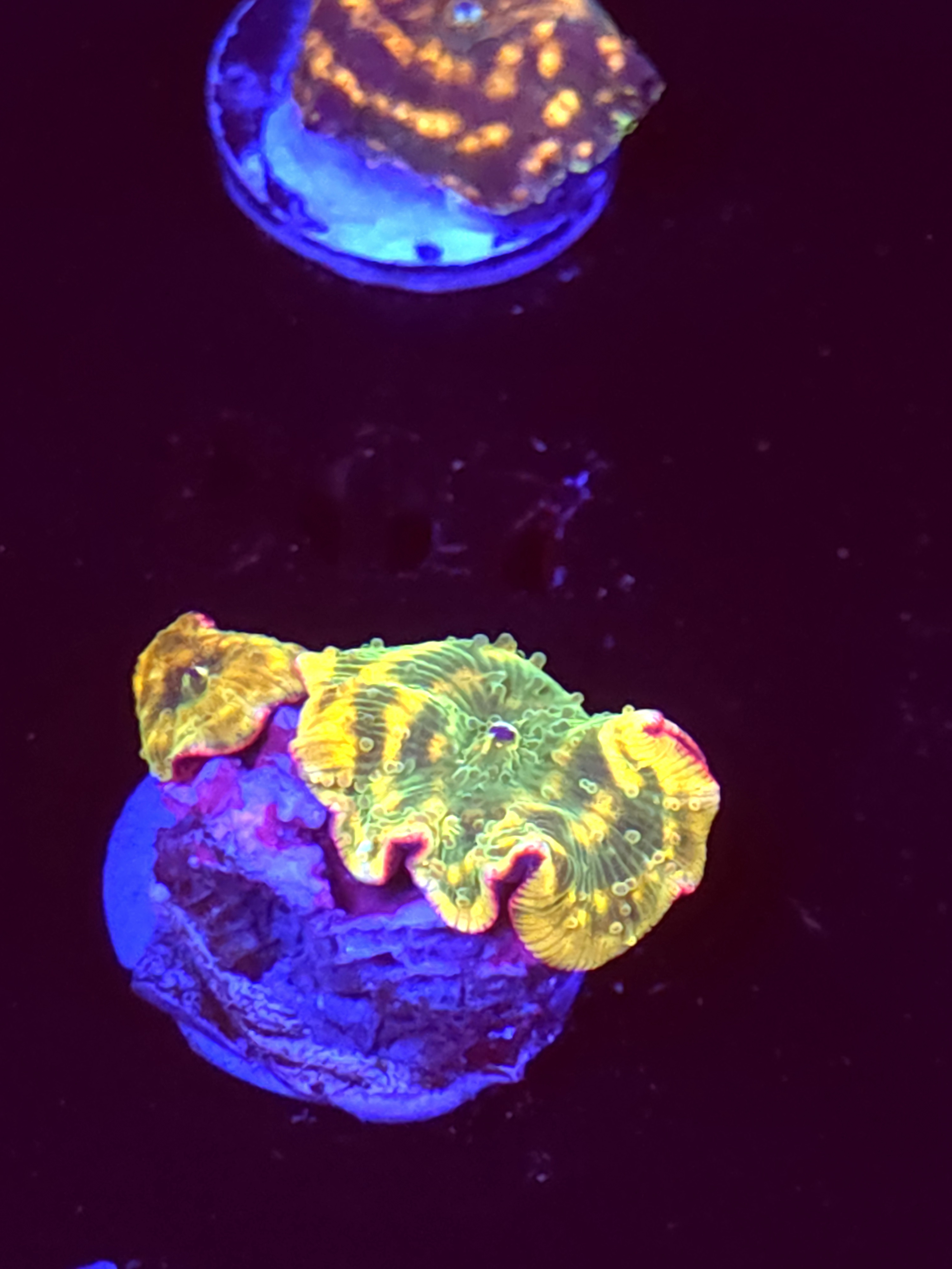 SBB "Mystery Signature" Mushroom 2 Tiny