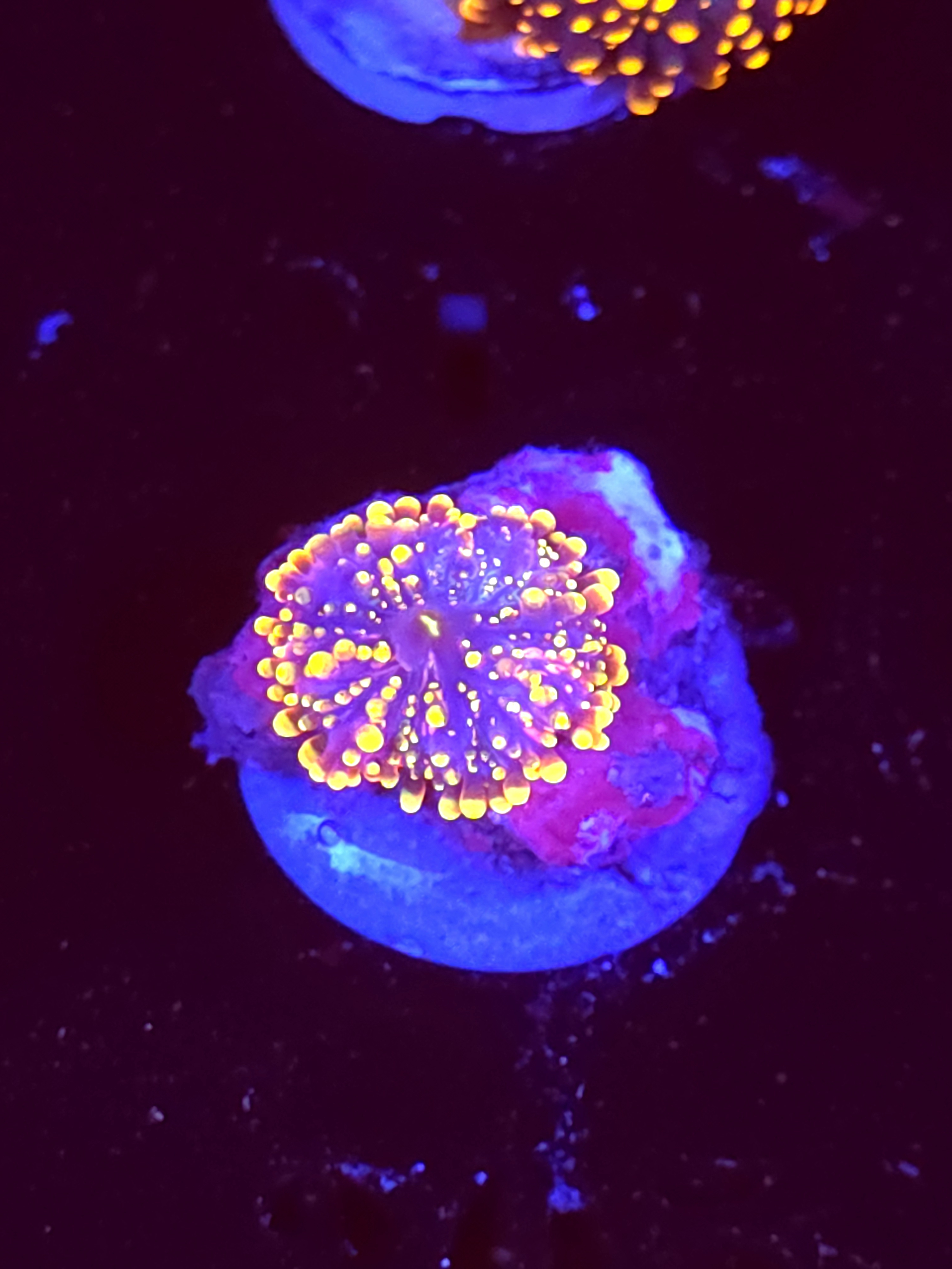 SBB "No Name" Mushroom Small