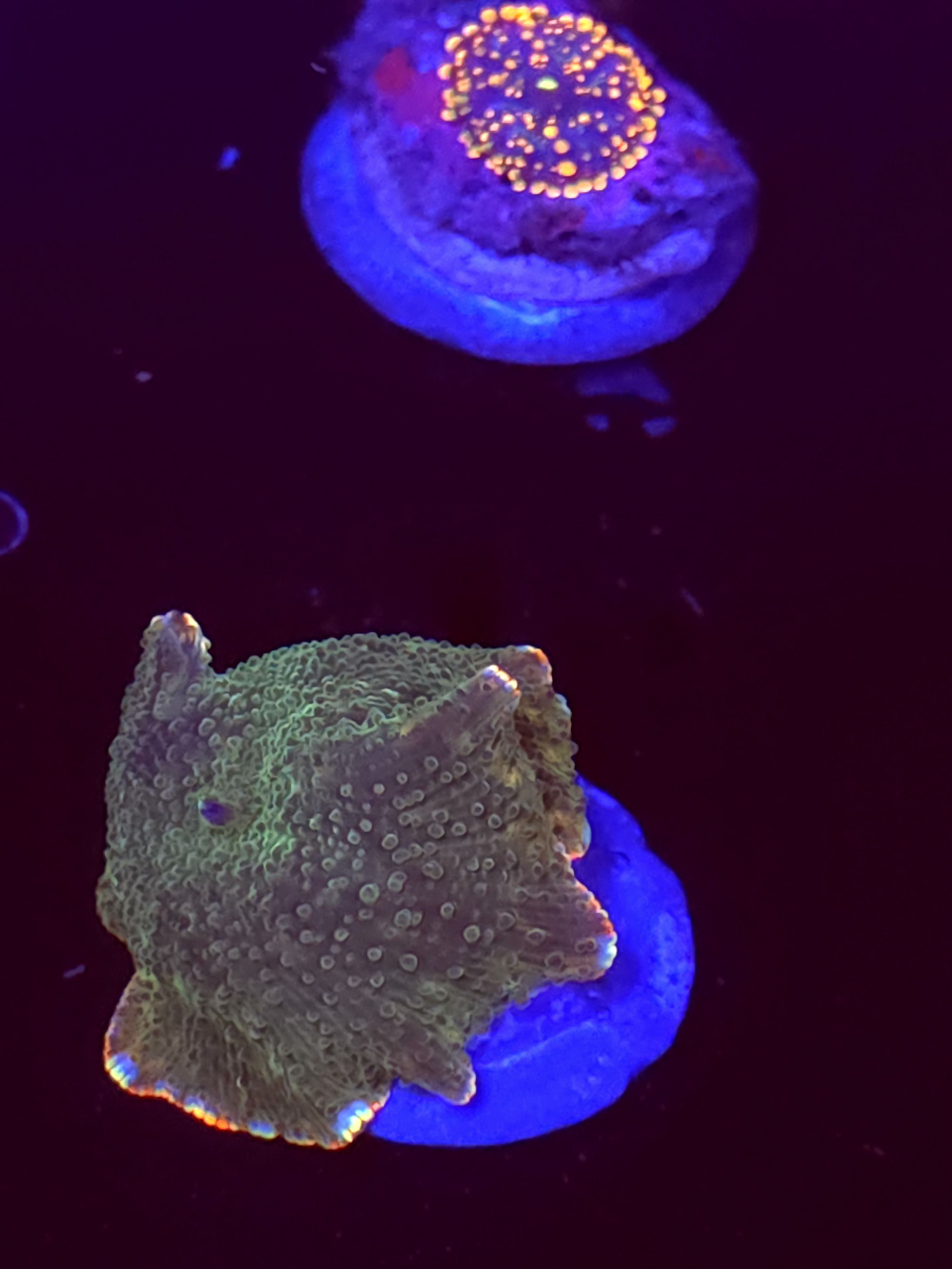 SBB "No Name" Mushroom Small