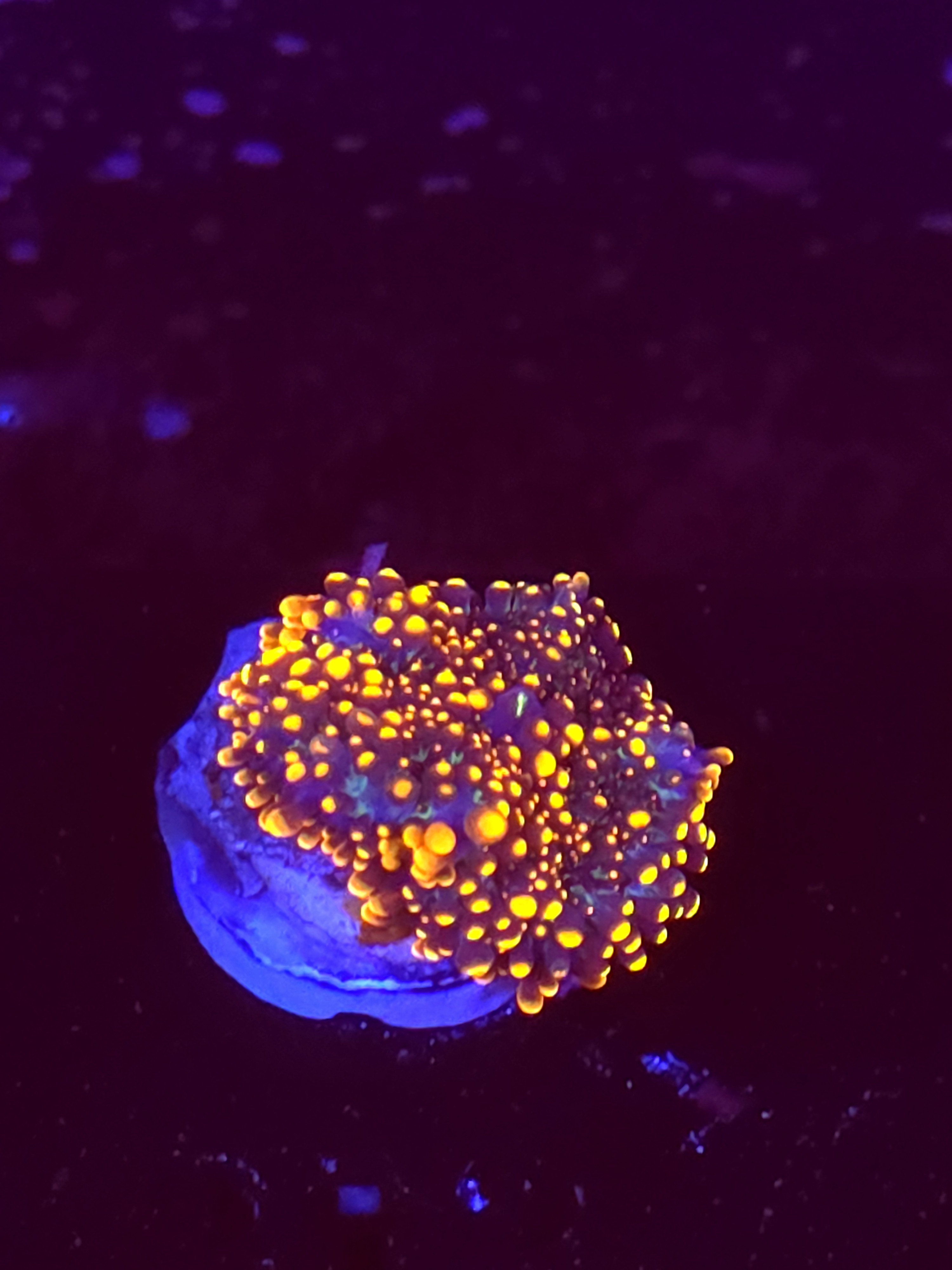 SBB "No Name" Mushroom Medium