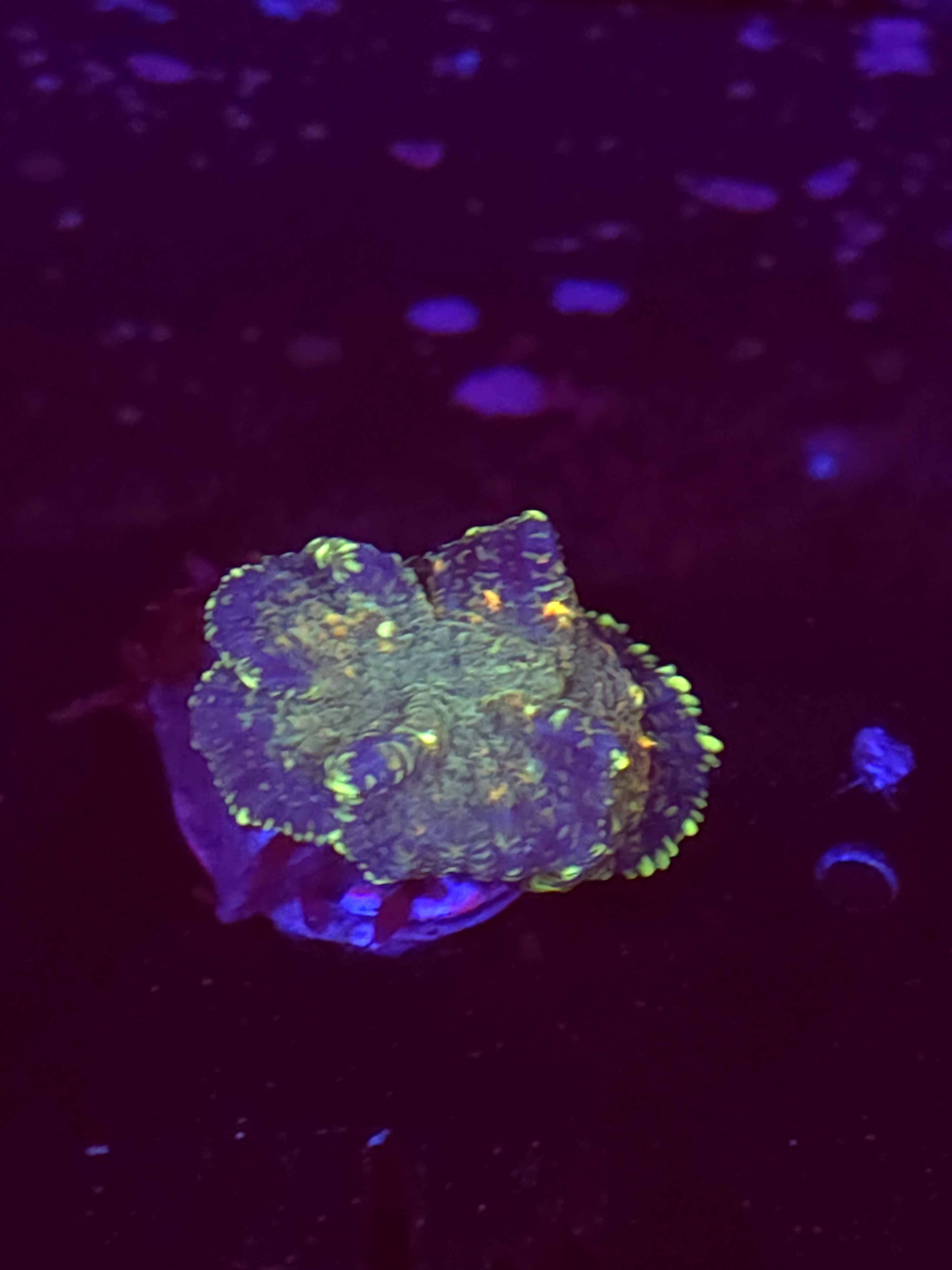 SBB "Autumn Leaf" Mushroom Medium