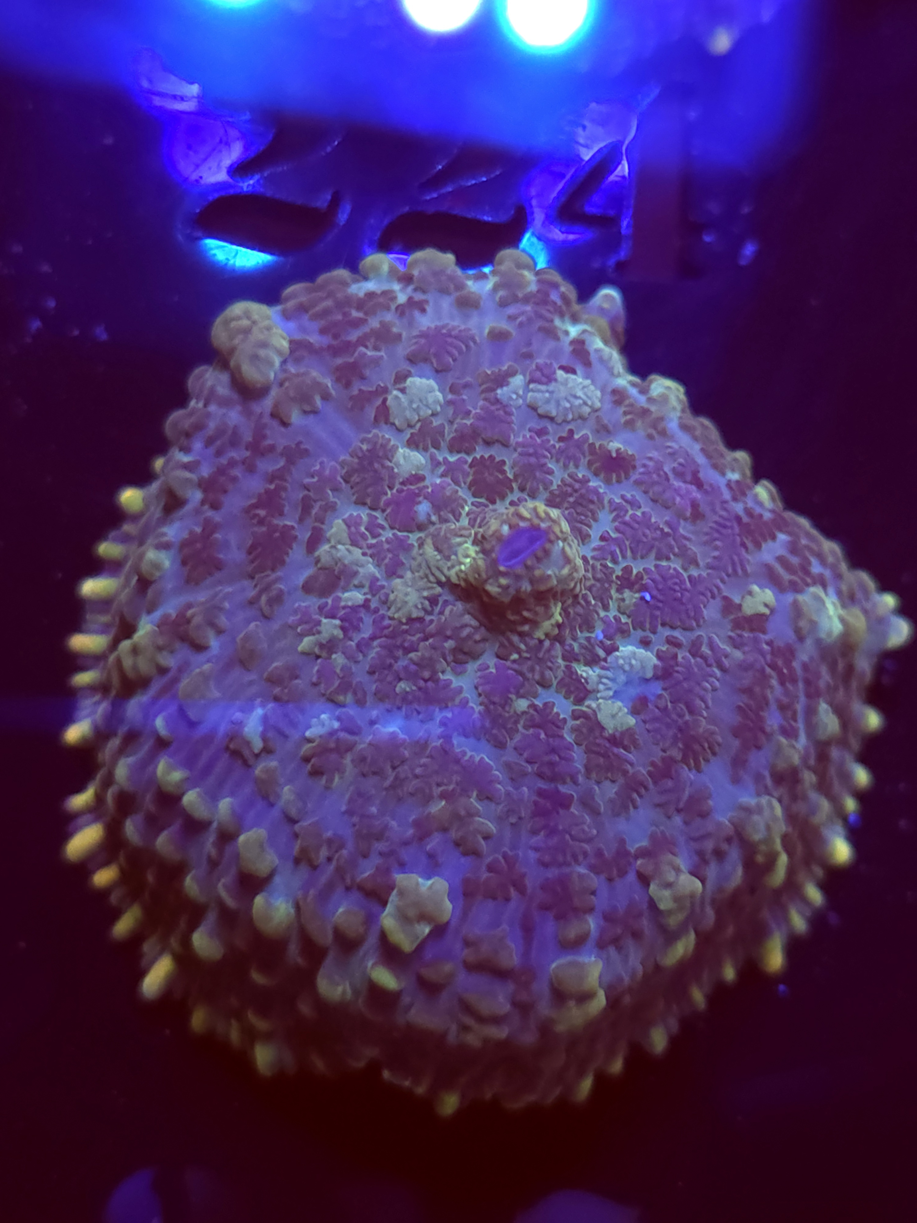 SBB "Pop" Mushroom Small