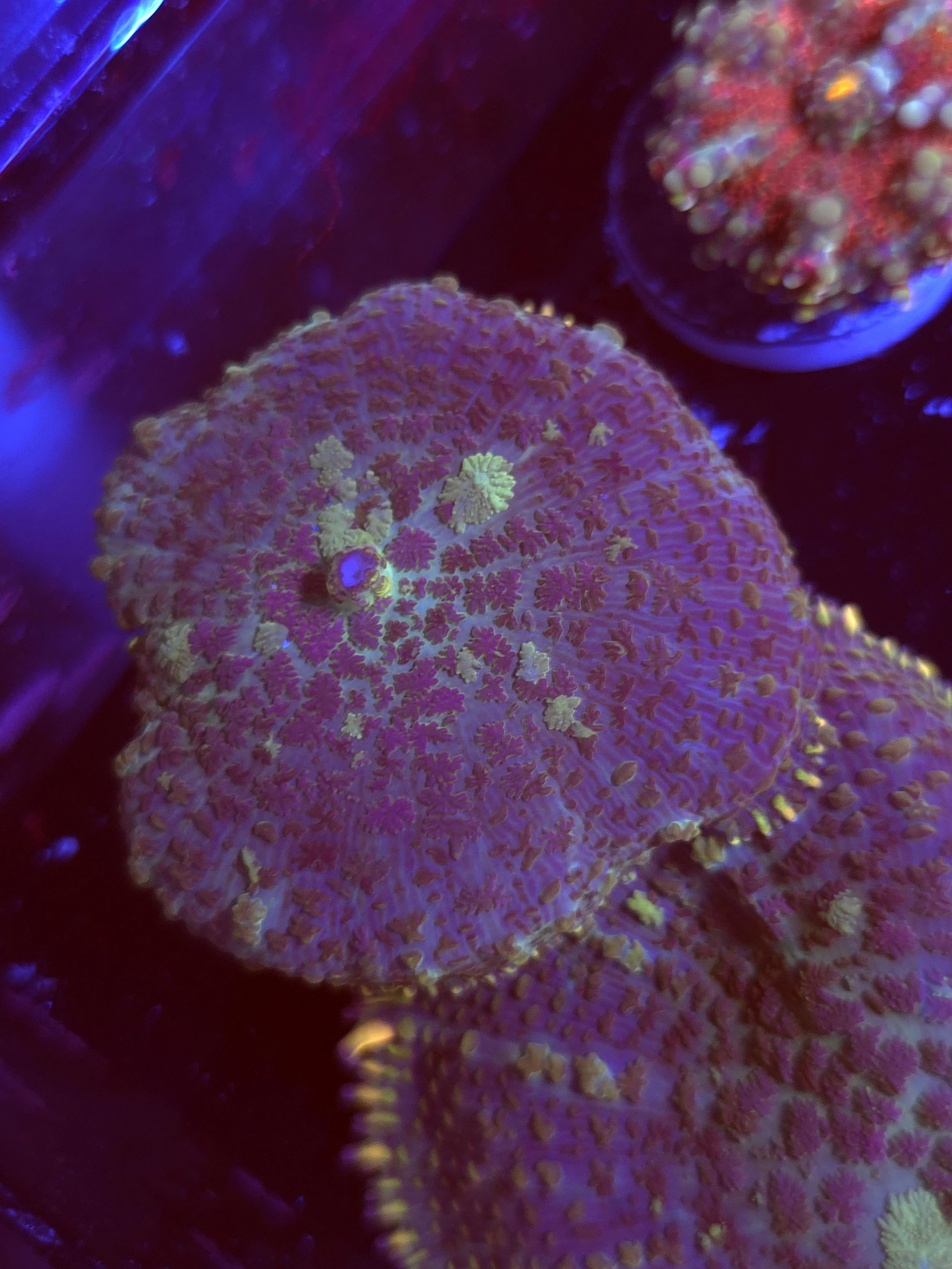 SBB "Mutagen" Mushroom Large