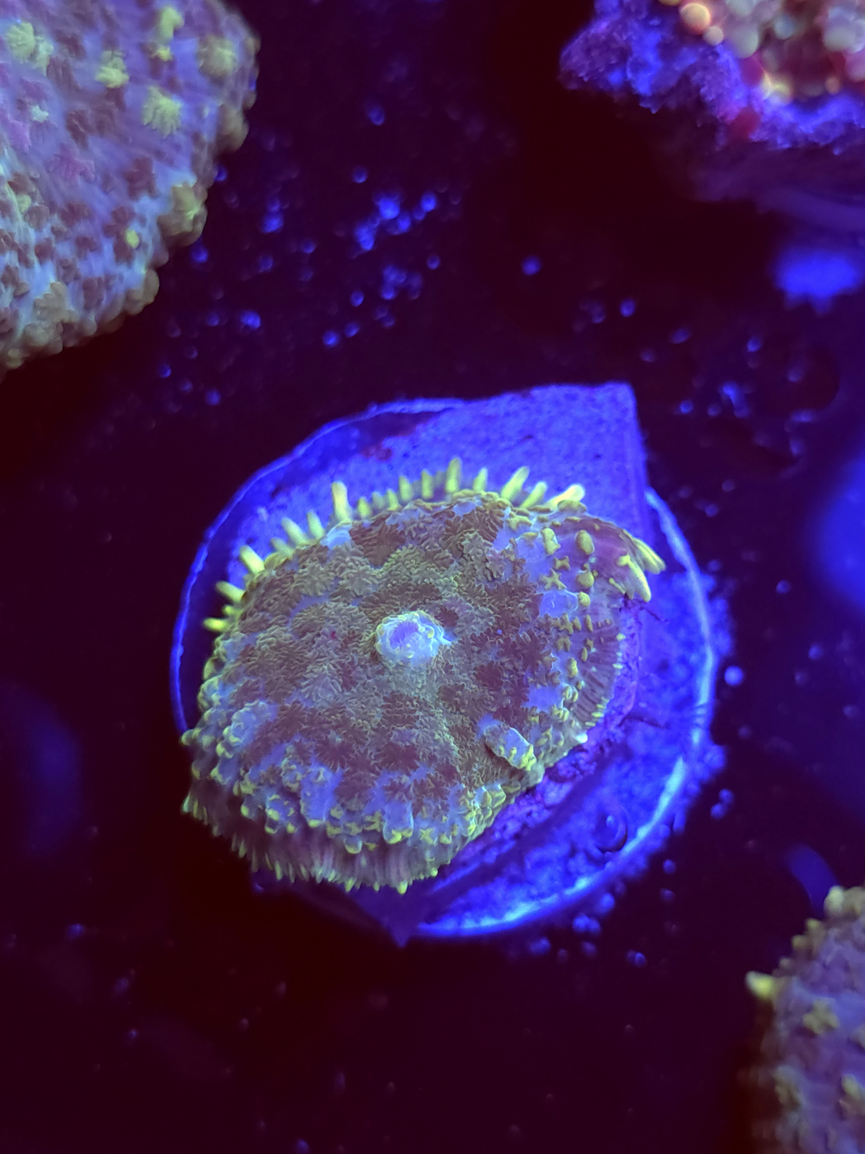 SBB "Mystery Signature" Mushroom Small