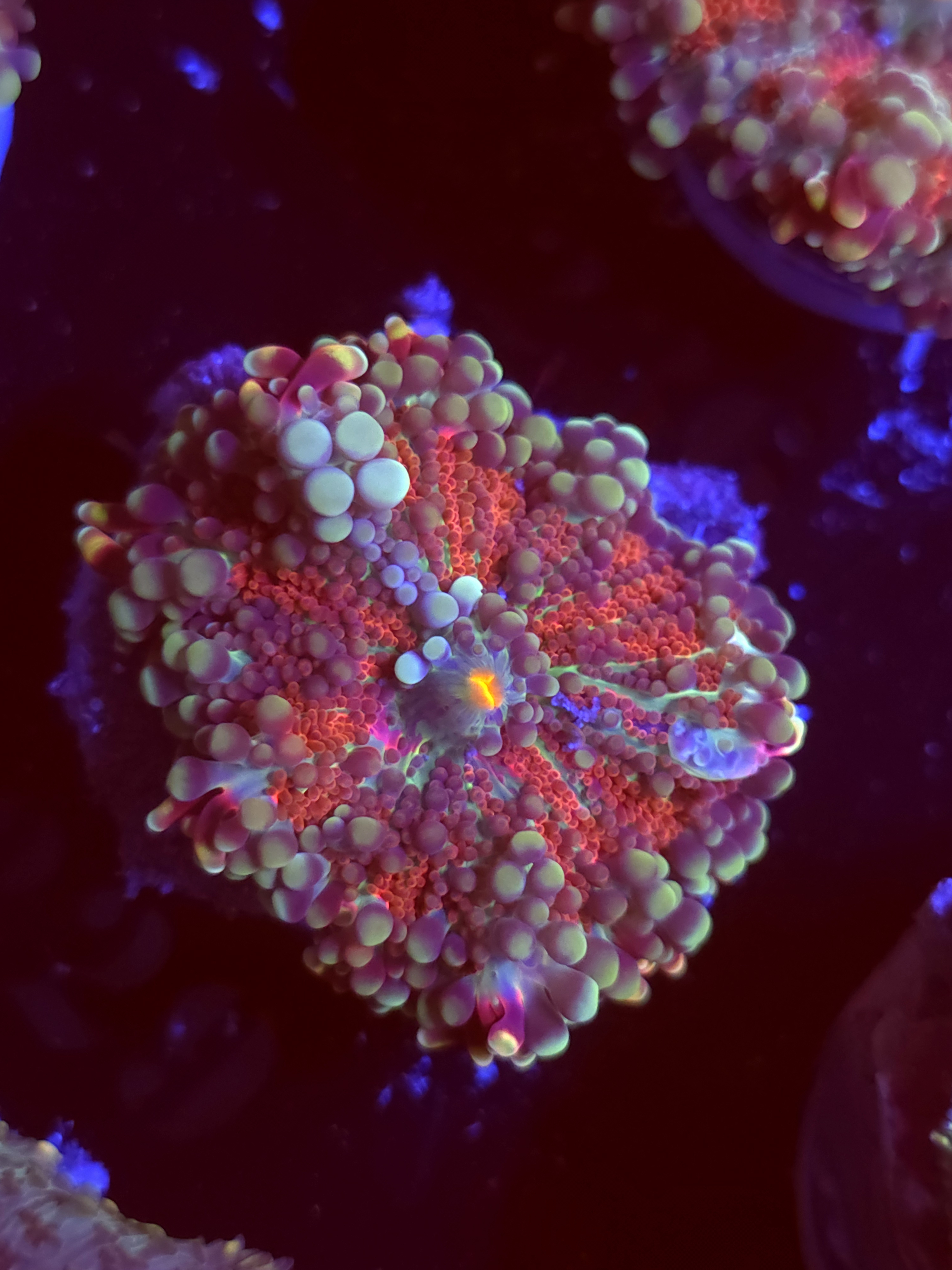 SBB "Royal Prism" Mushroom Large