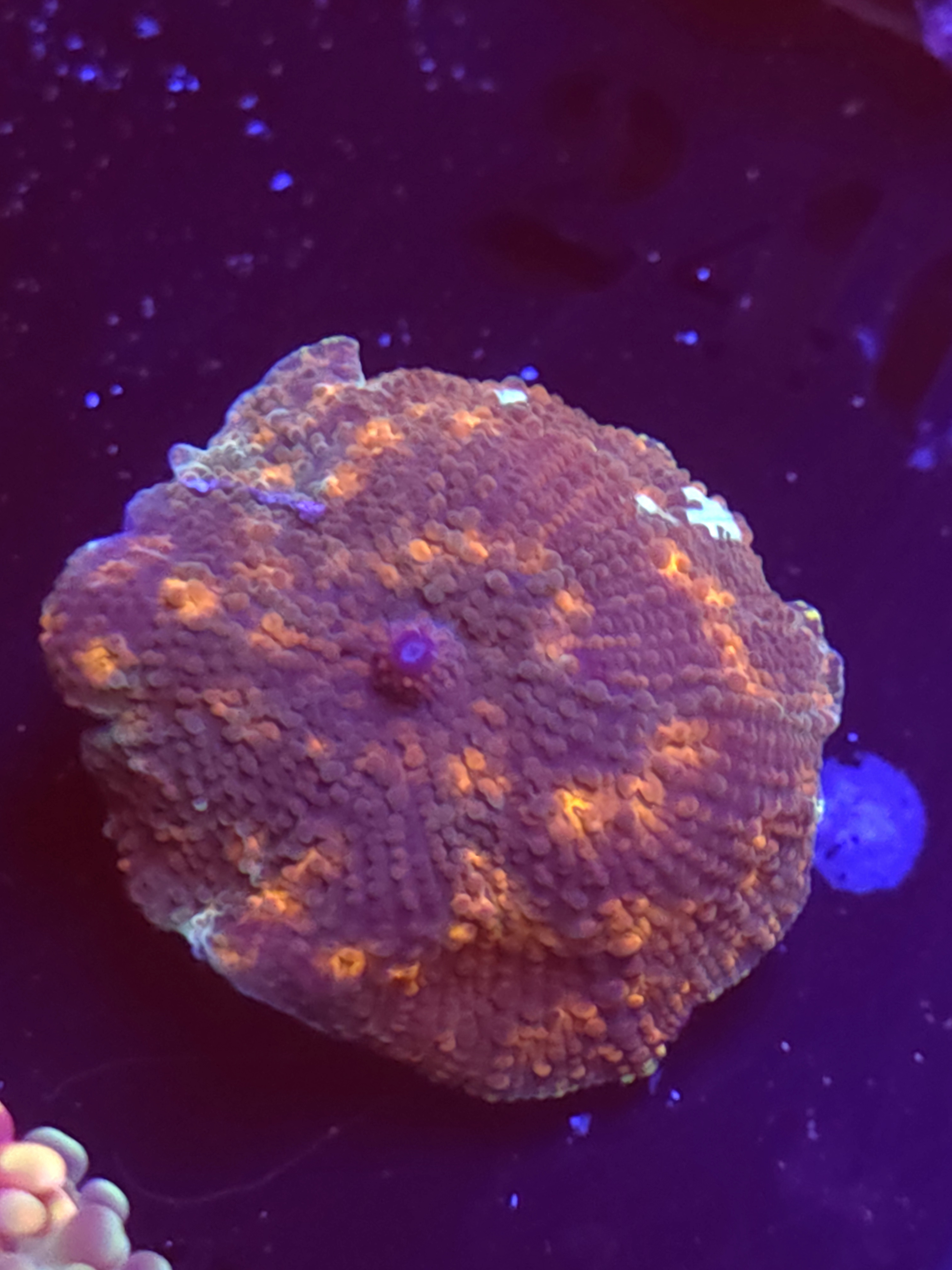 SBB "No Name" Mushroom Small