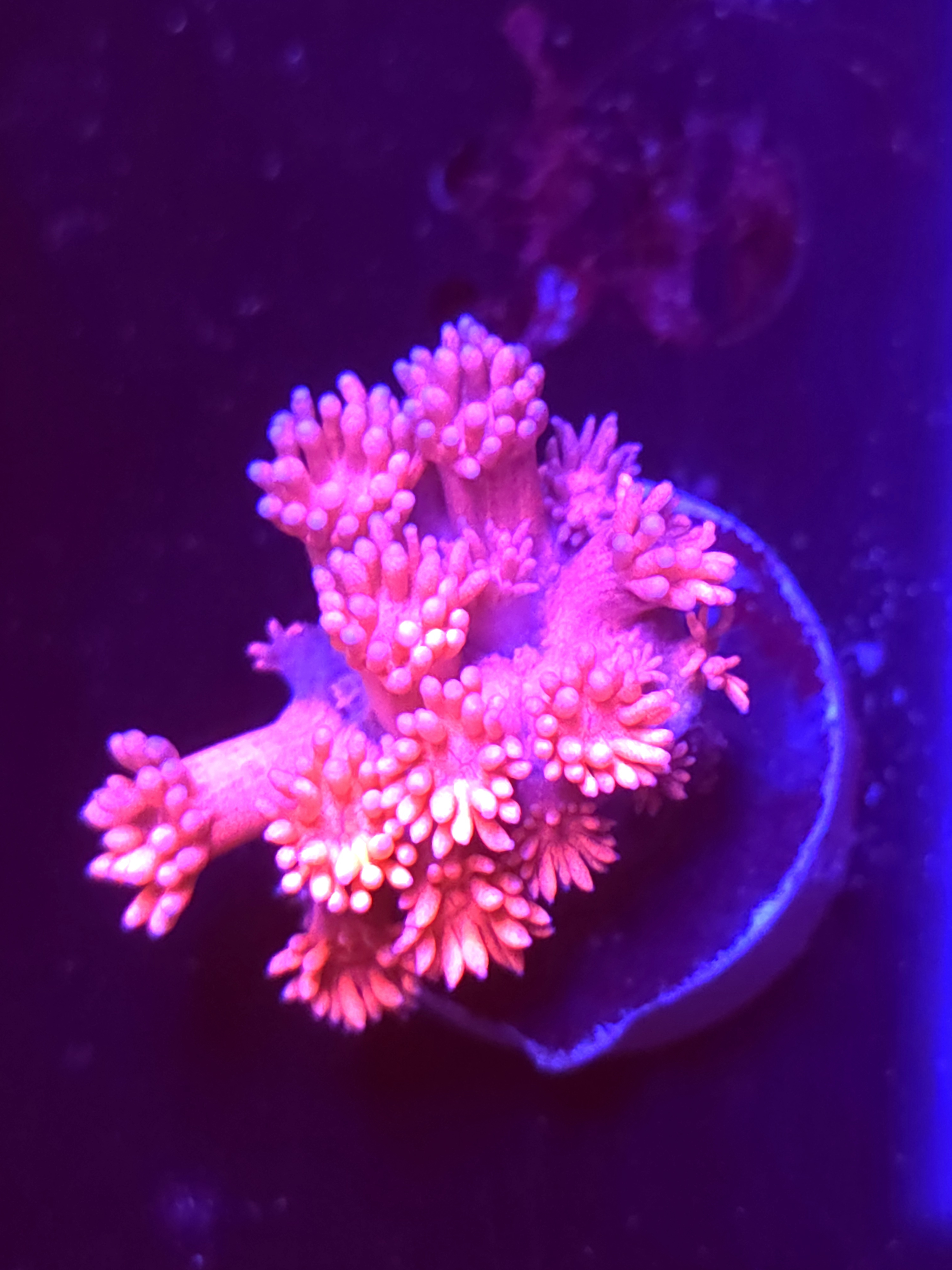 SBB "Pastel Pop" Goni Medium