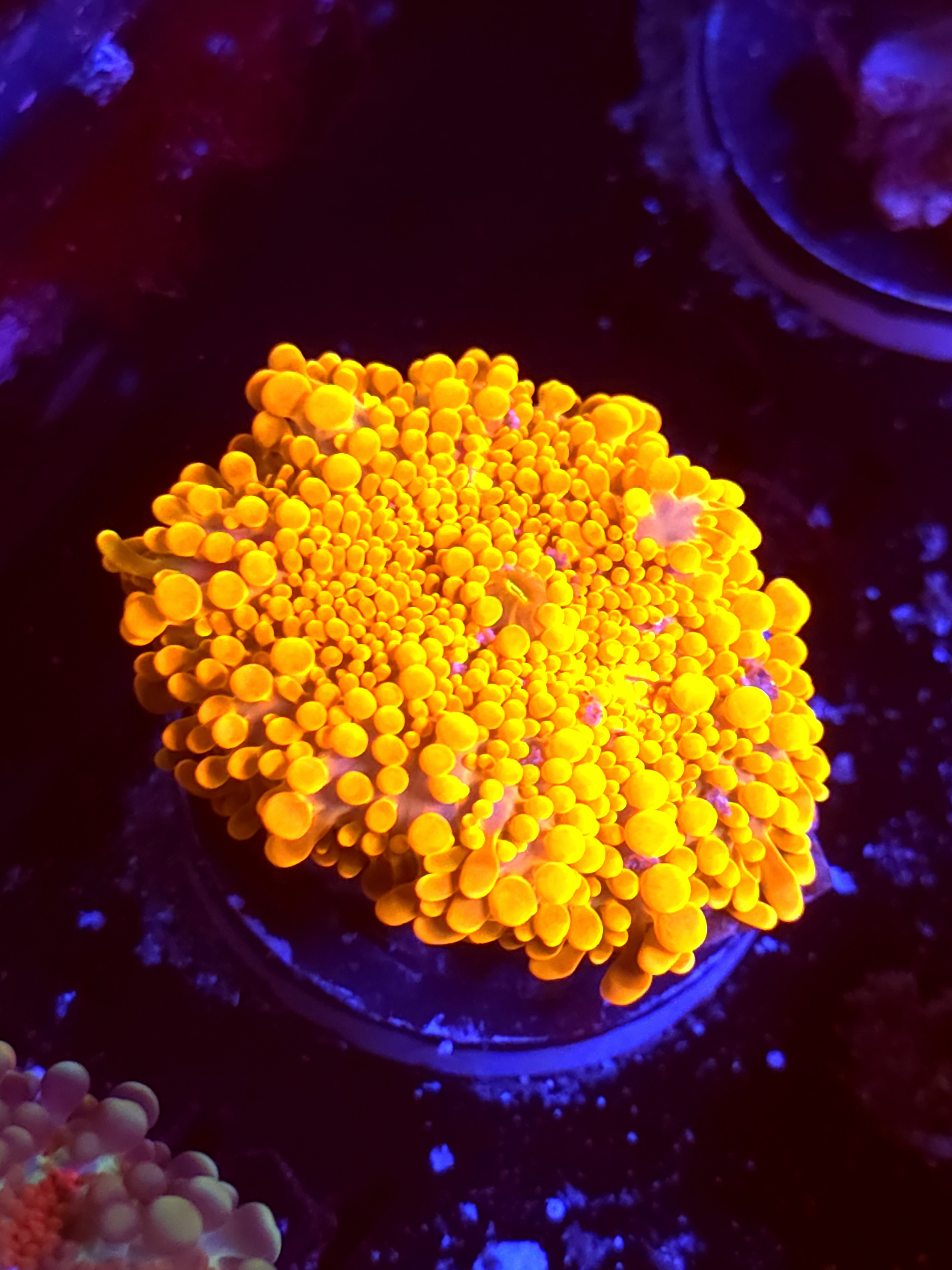 SBB "Lava Peel" Mushroom Medium